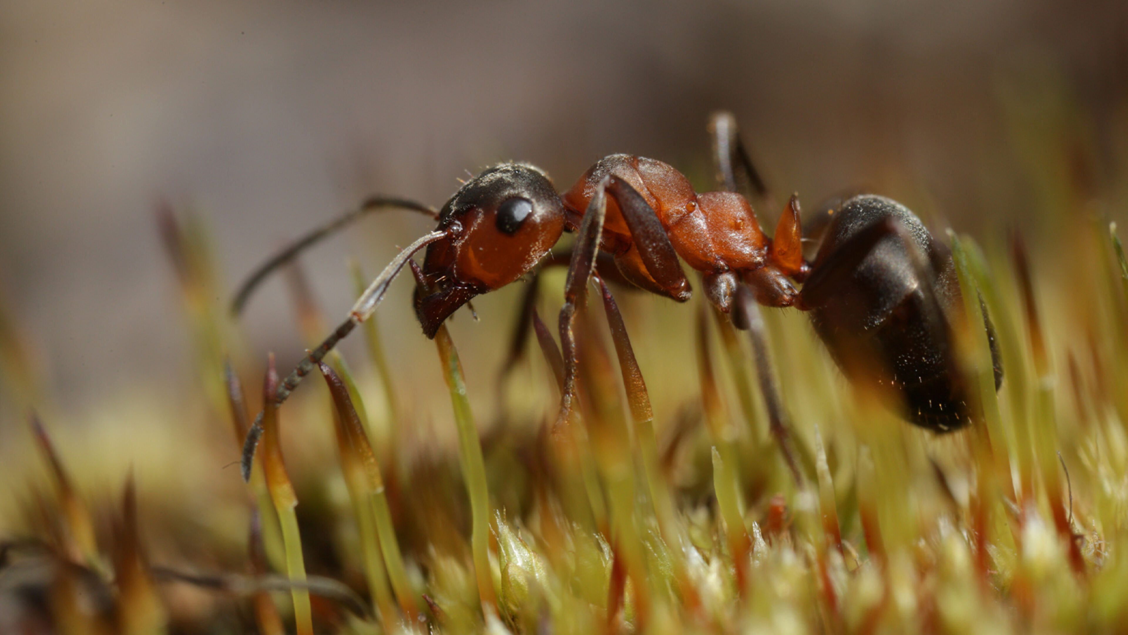 David Attenborough - Alla scoperta delle formiche - Regia di M. Dohrn; GBR 2017