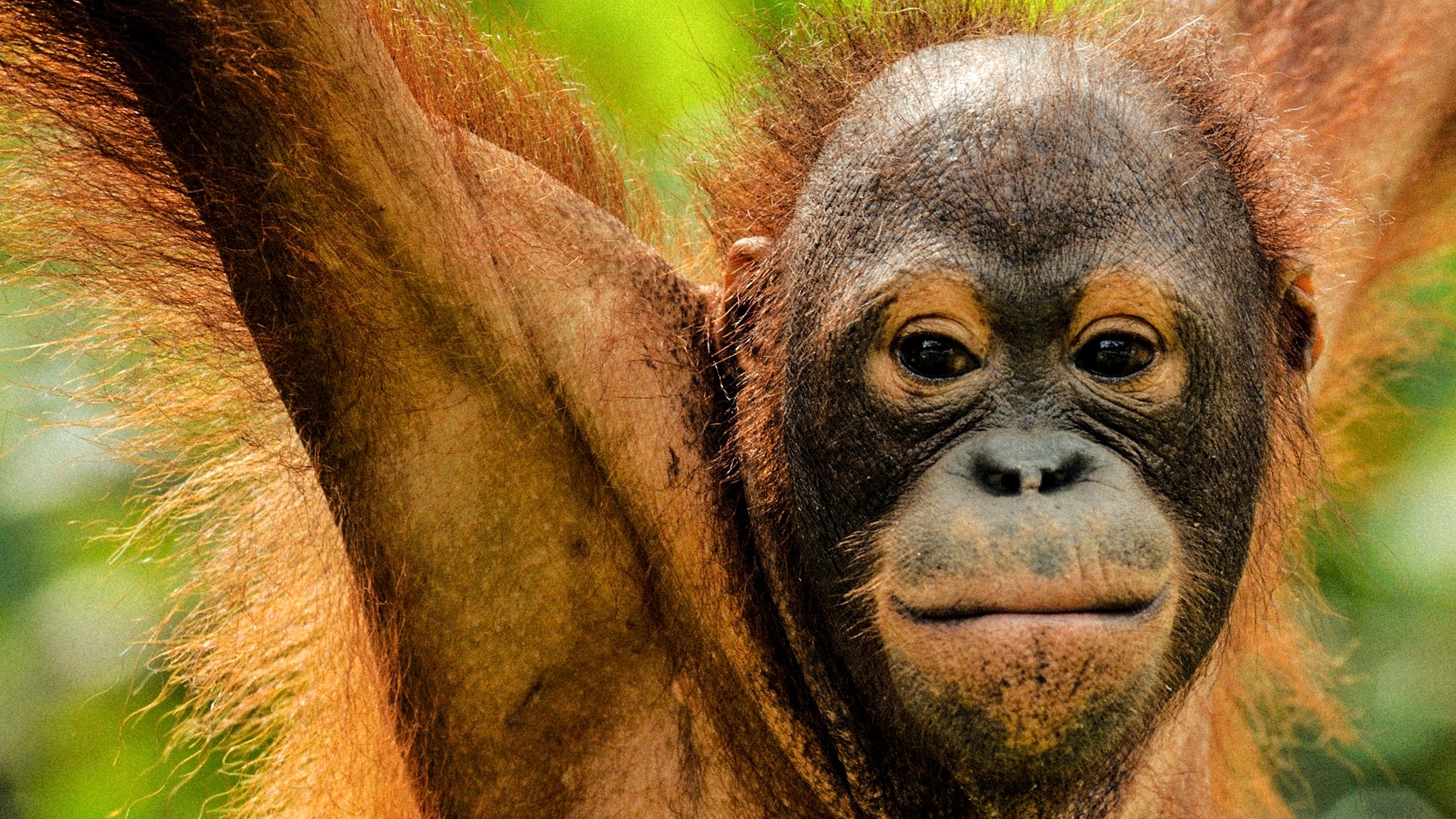 I meccanismi della natura Ep. 3 Gli ecos