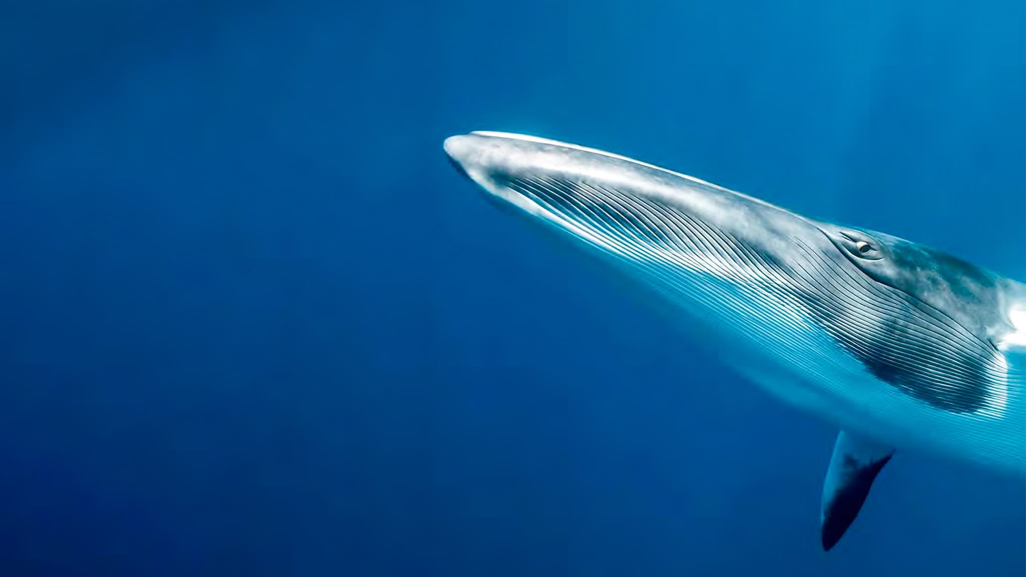 Le sentinelle della grande barriera corallina - Le tartarughe dell' isola di Raine