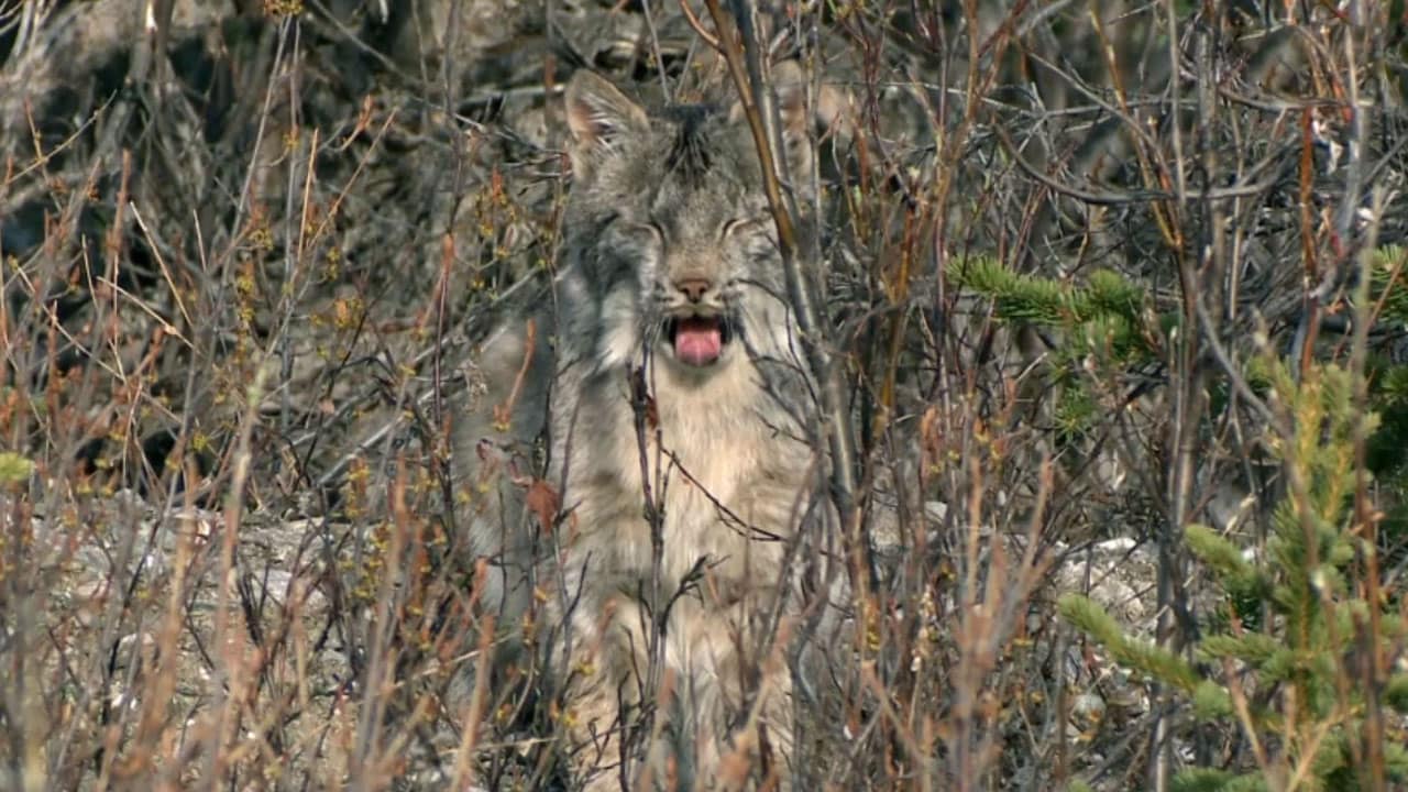 I meccanismi della natura - E3 - La foresta temperata