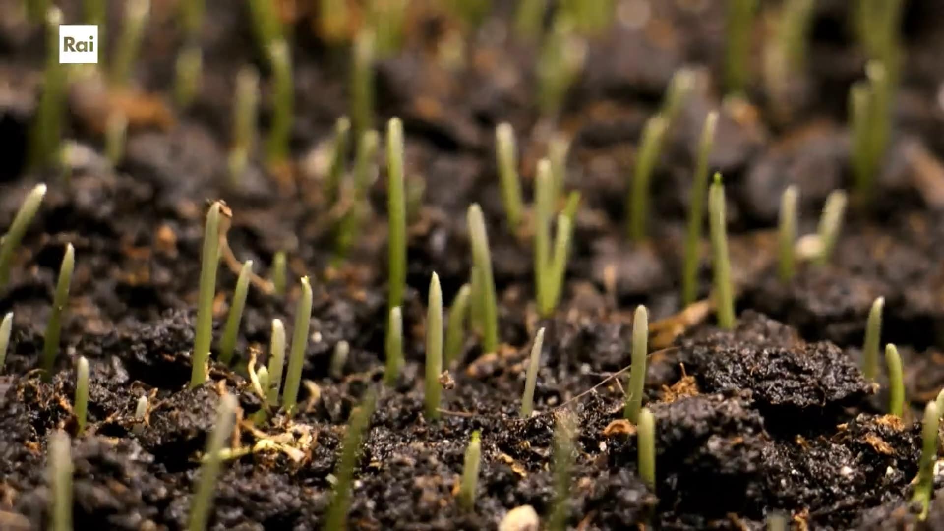 Casa Sapiens. Suoli perduti ep.17