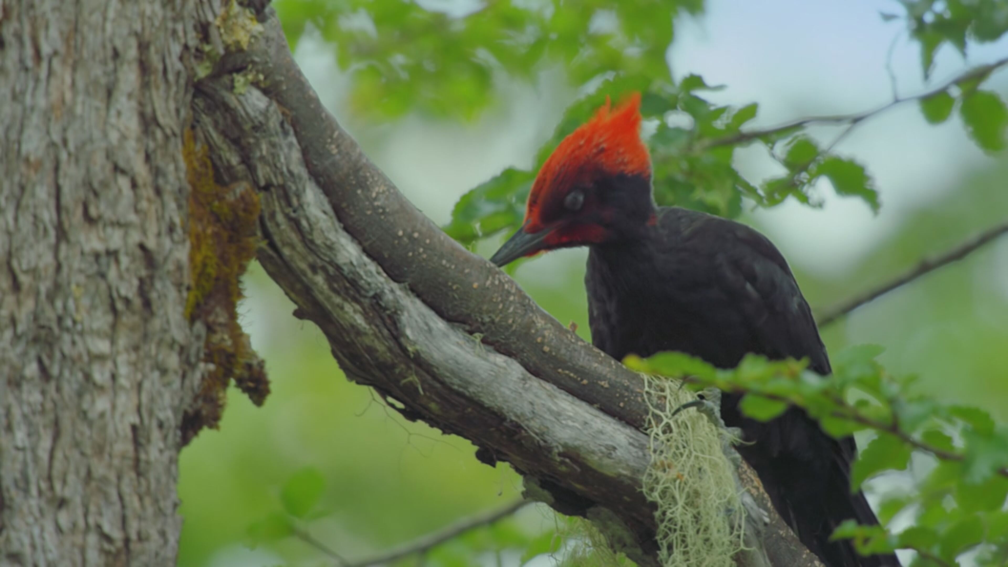 Patagonia - La vita ai confini del mondo - S1 Ep5 Le foreste