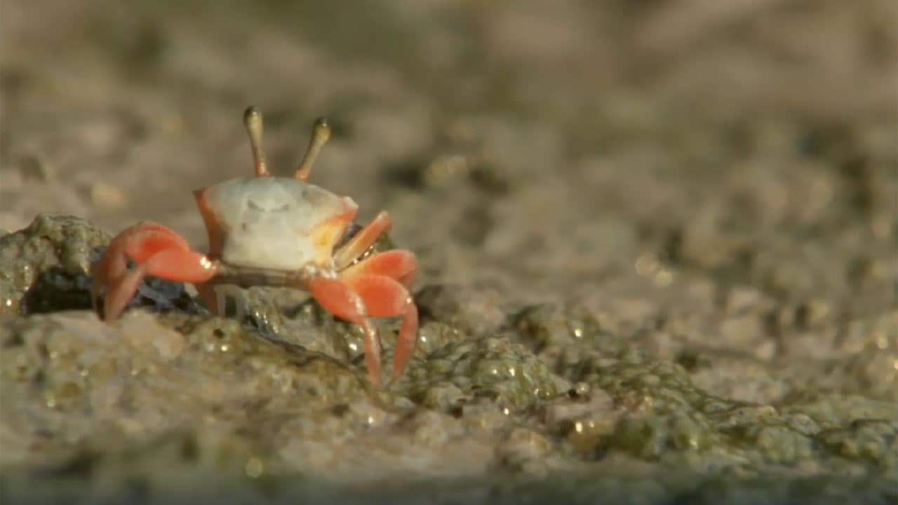 I meccanismi della natura - E4 - Gli ecosistemi acquatici
