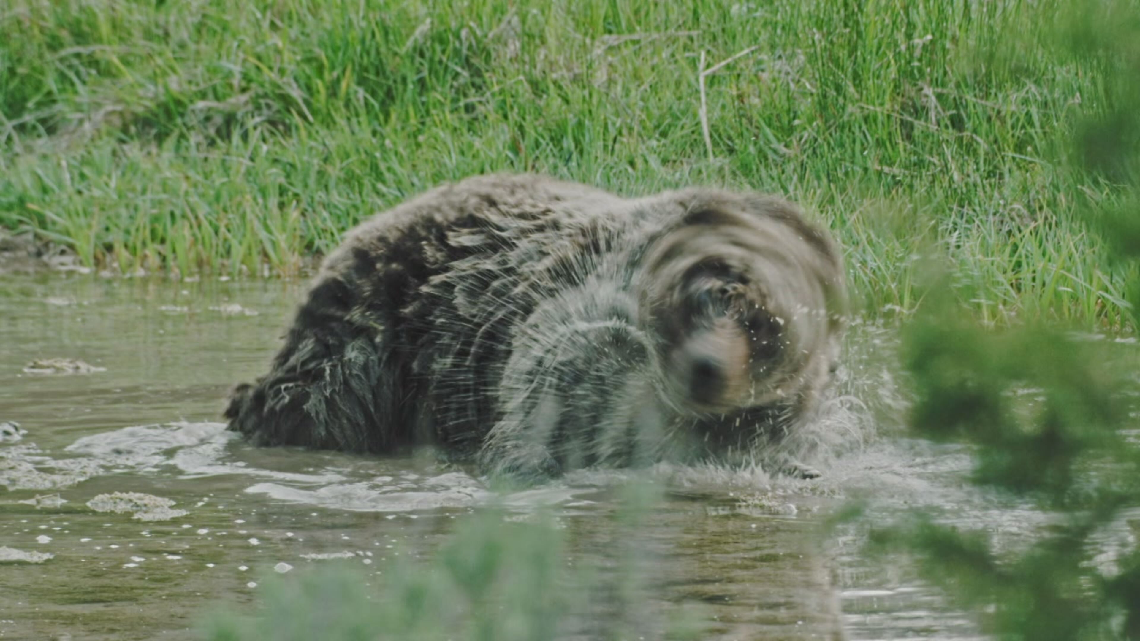 Le meraviglie del parco di Yellowstone - S1 Ep2 Il ritorno dei predatori