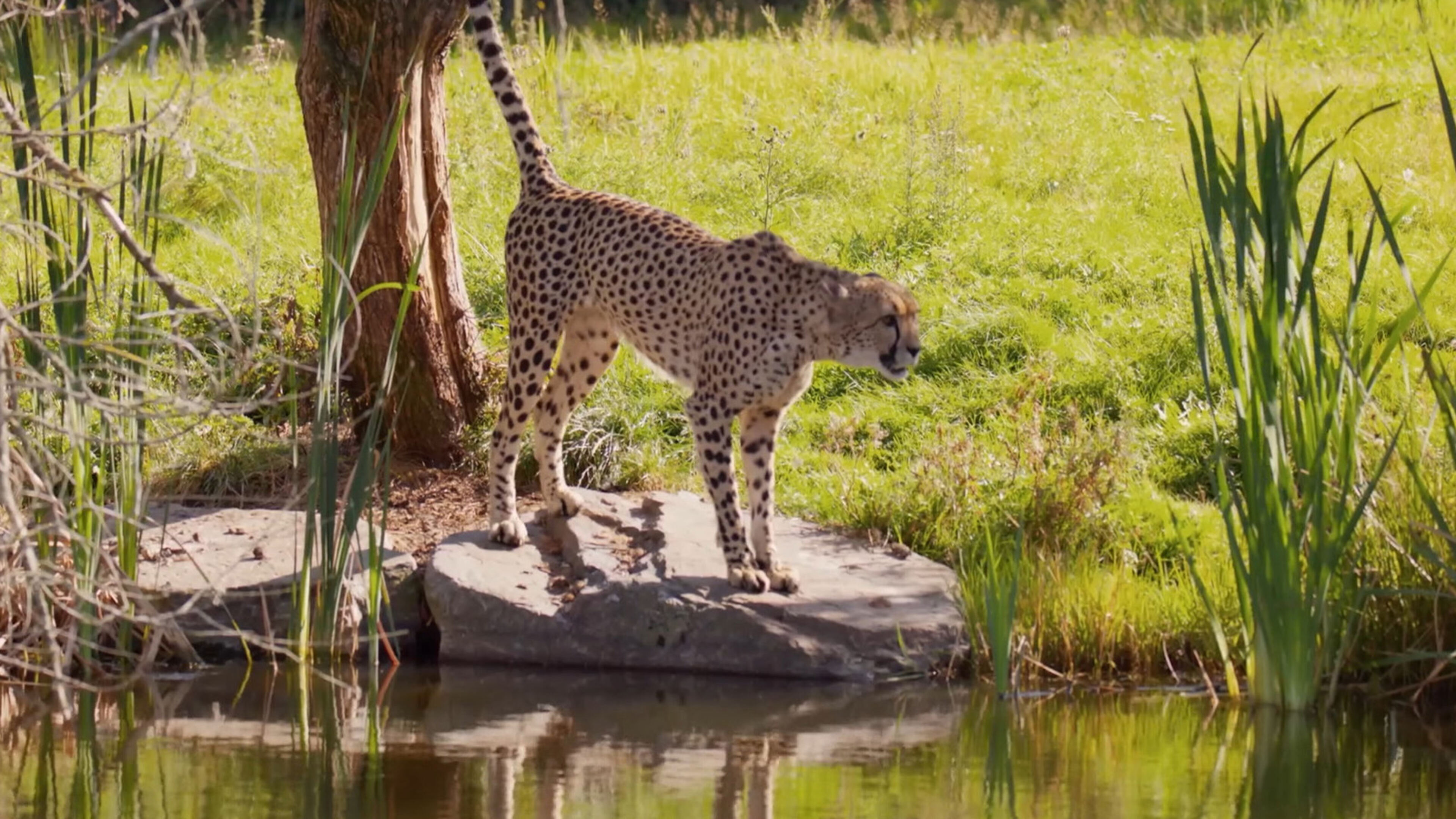 Vita e natura d'acqua dolce - S1 Ep3