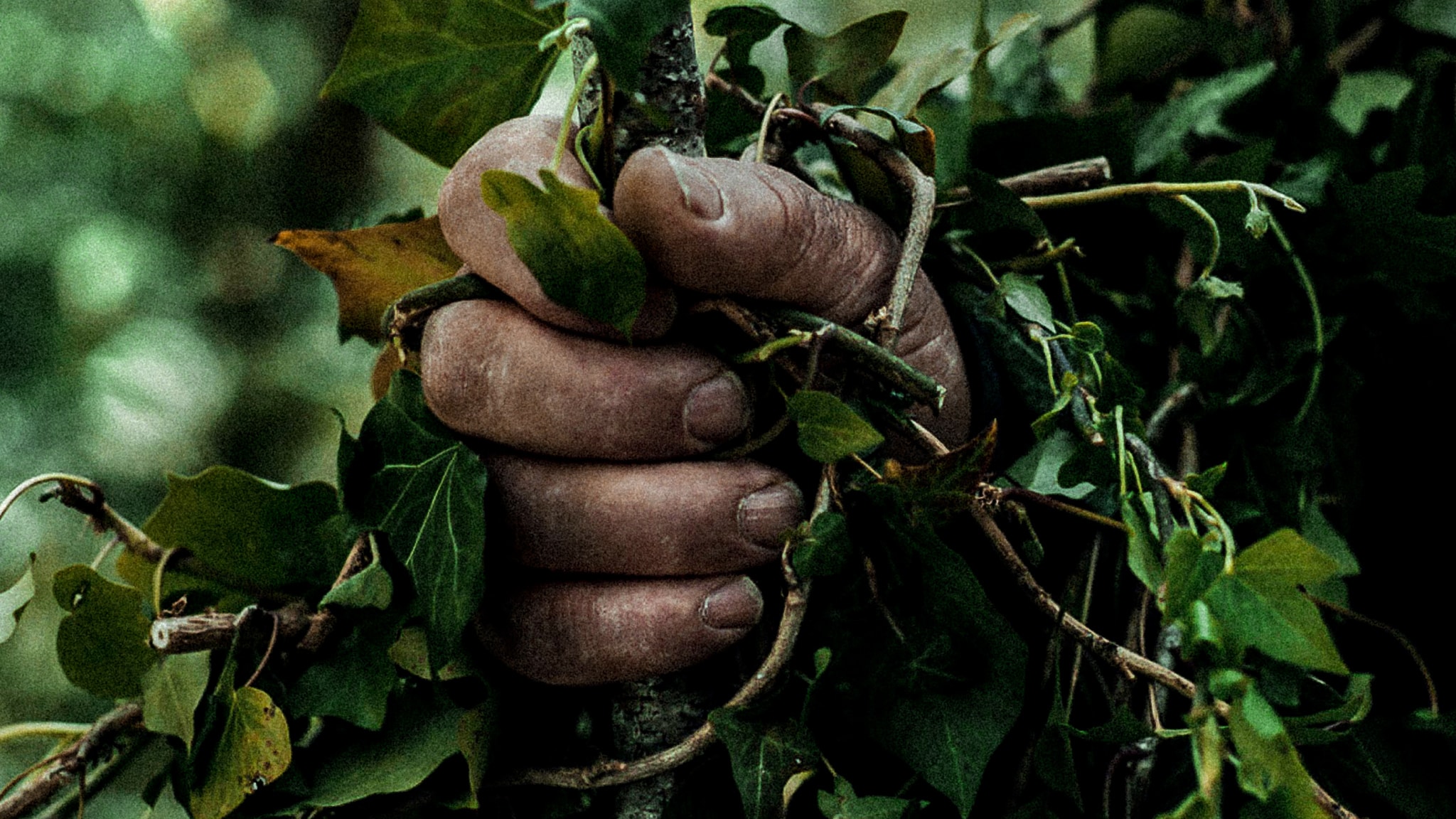 La vita sulla cima degli alberi