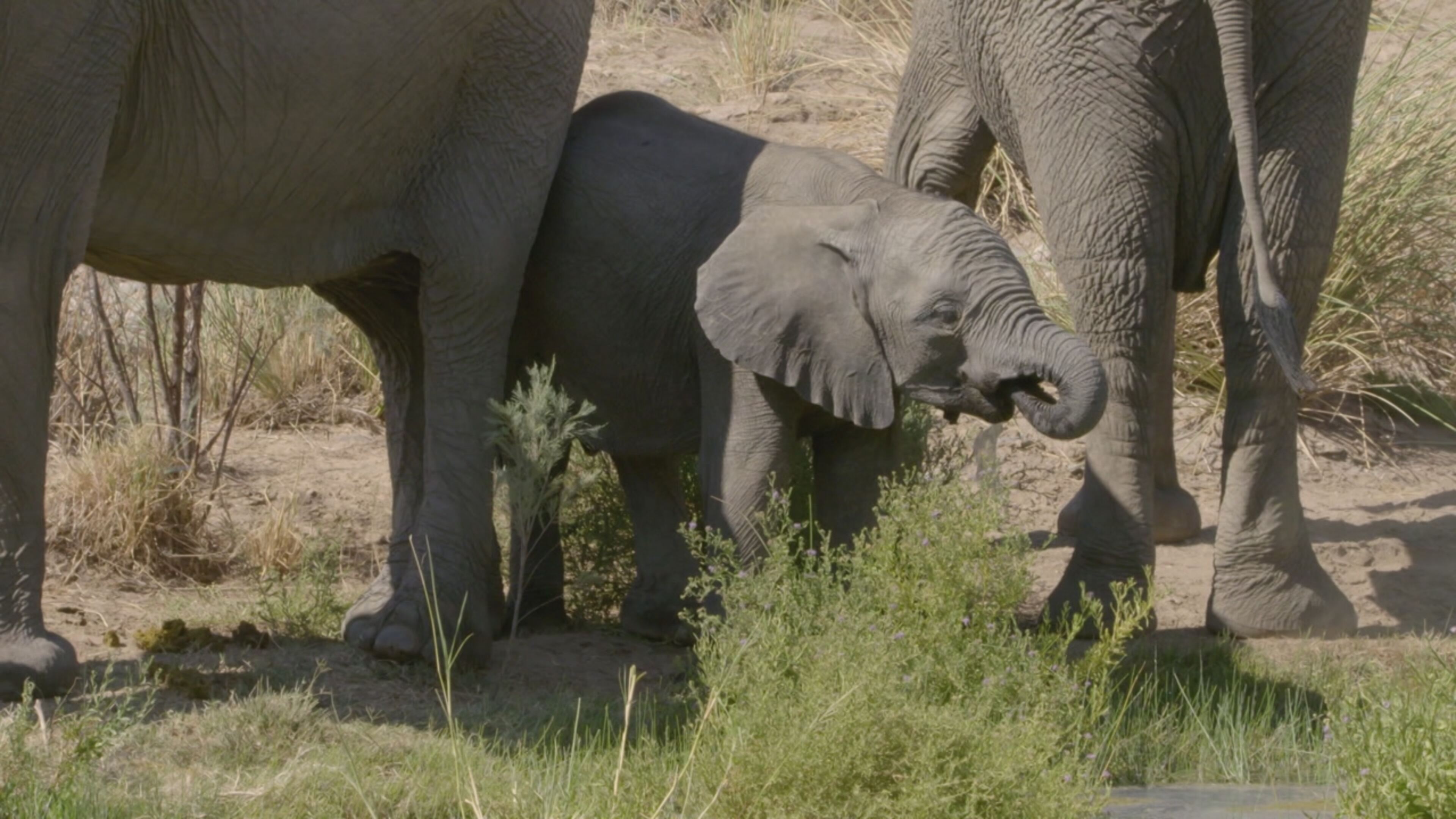 Namibia: la perla d'Africa - S1 Ep1