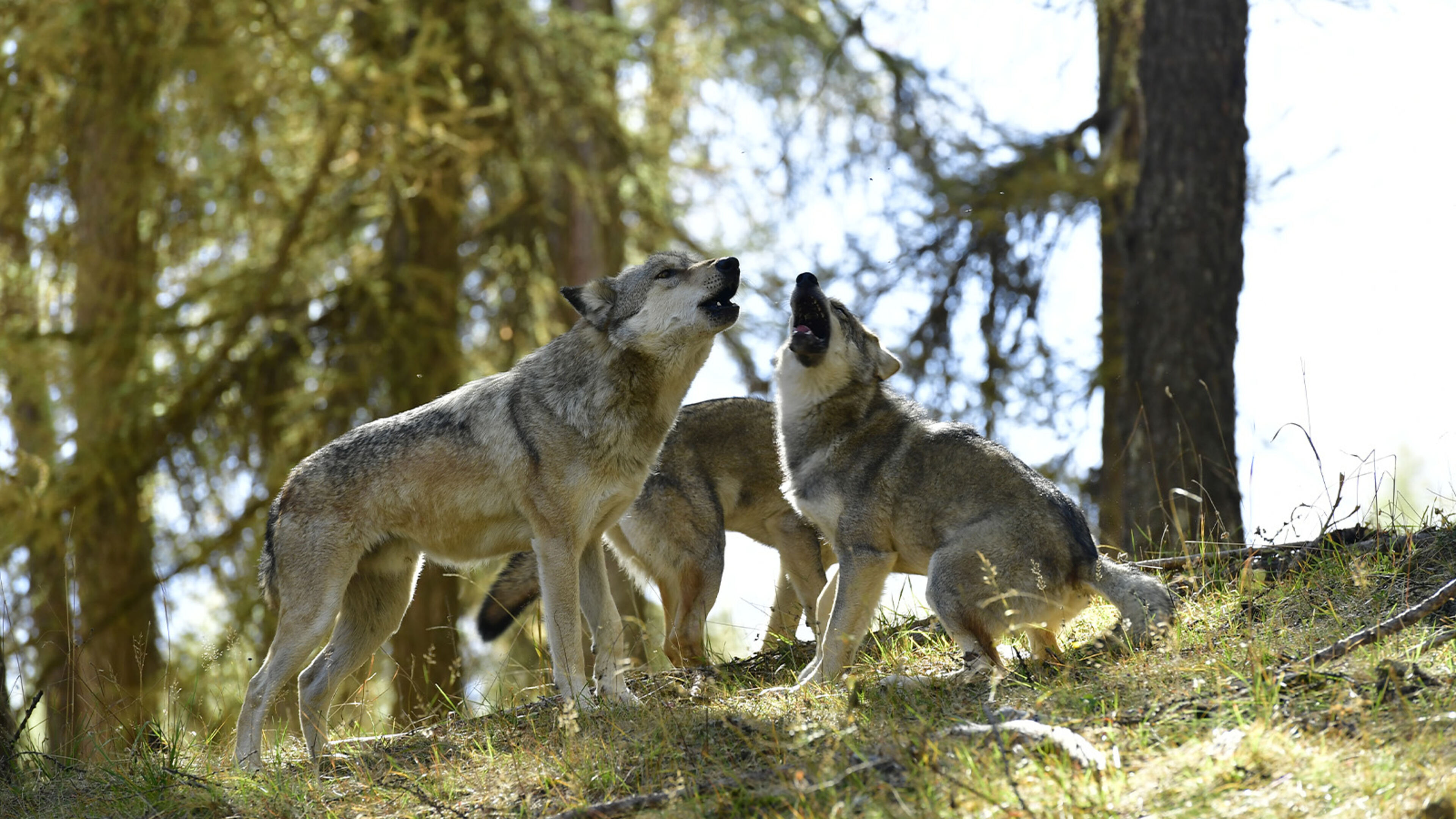 Slava - Storia di un lupo - Regia di V. Steiger; FRA 2019