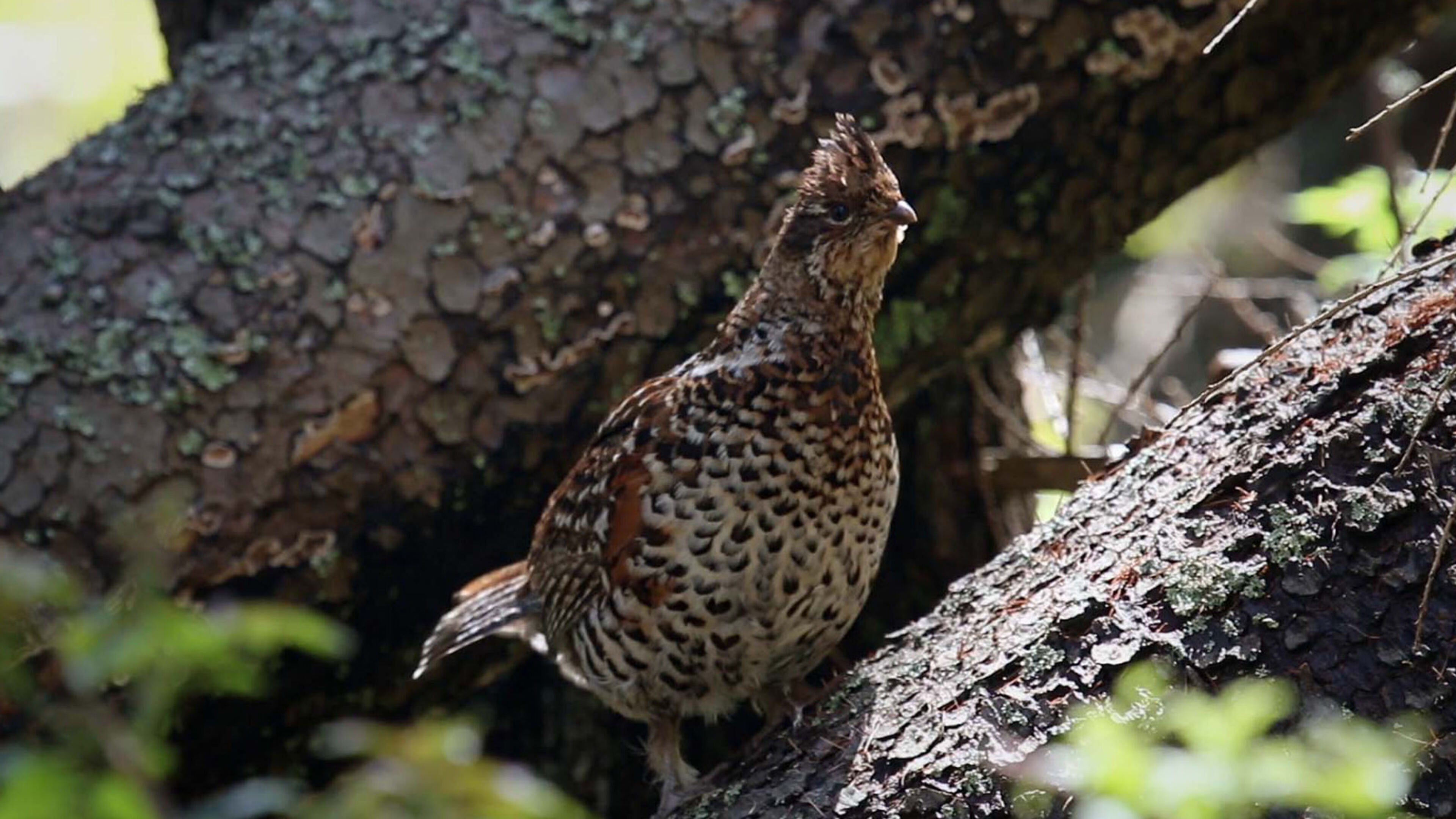 Galline... ma non solo - Regia di J. Williams; DEU 2024