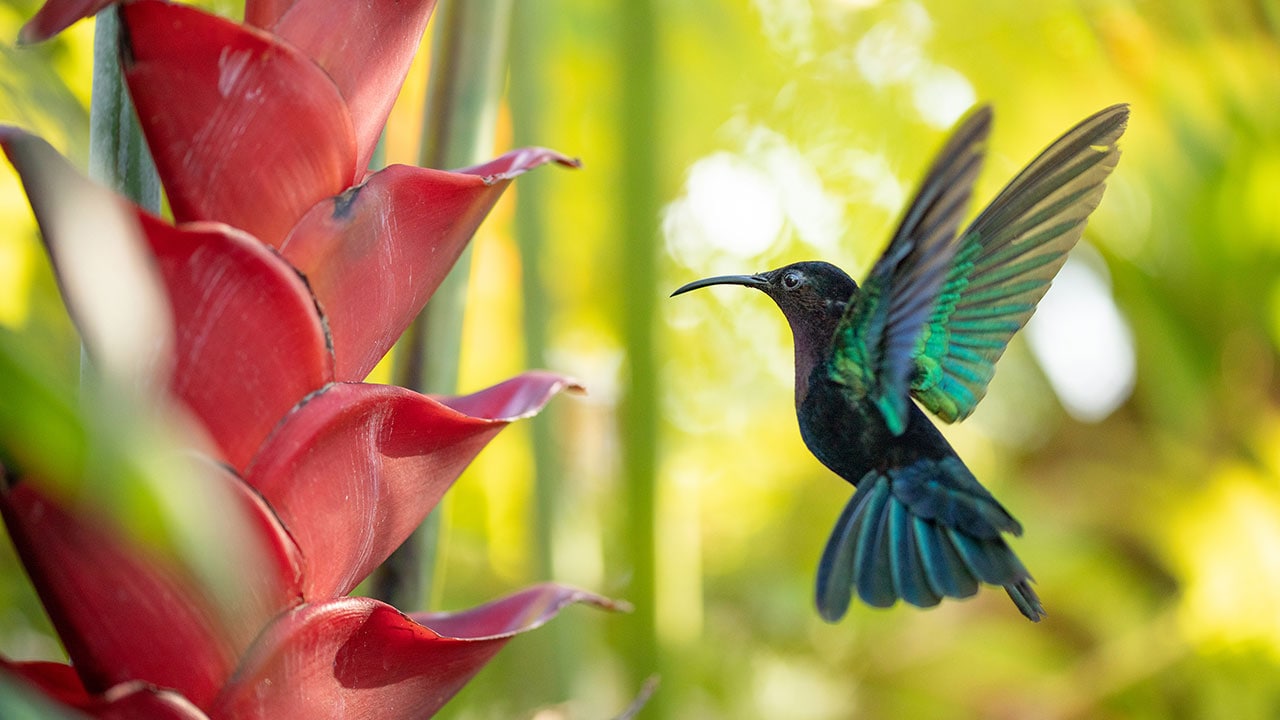 The Americas - S1E2 - Il Messico