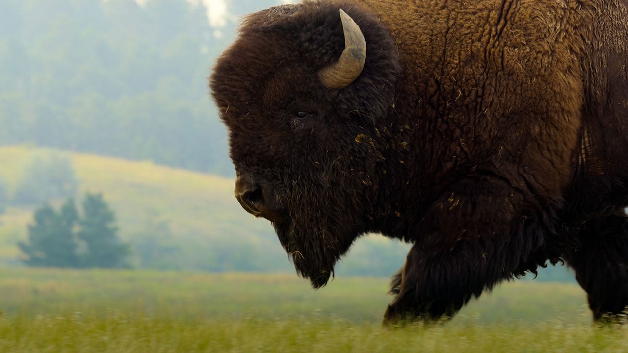 The Americas - S1E3 - Il Selvaggio West