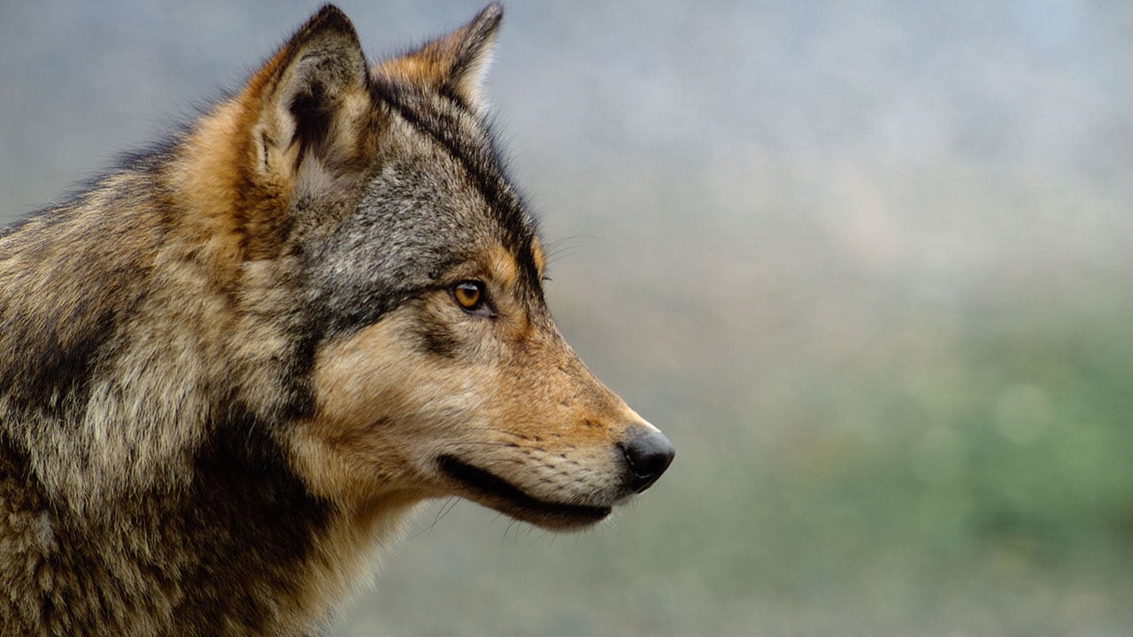 The Americas - S1E9 - La West Coast