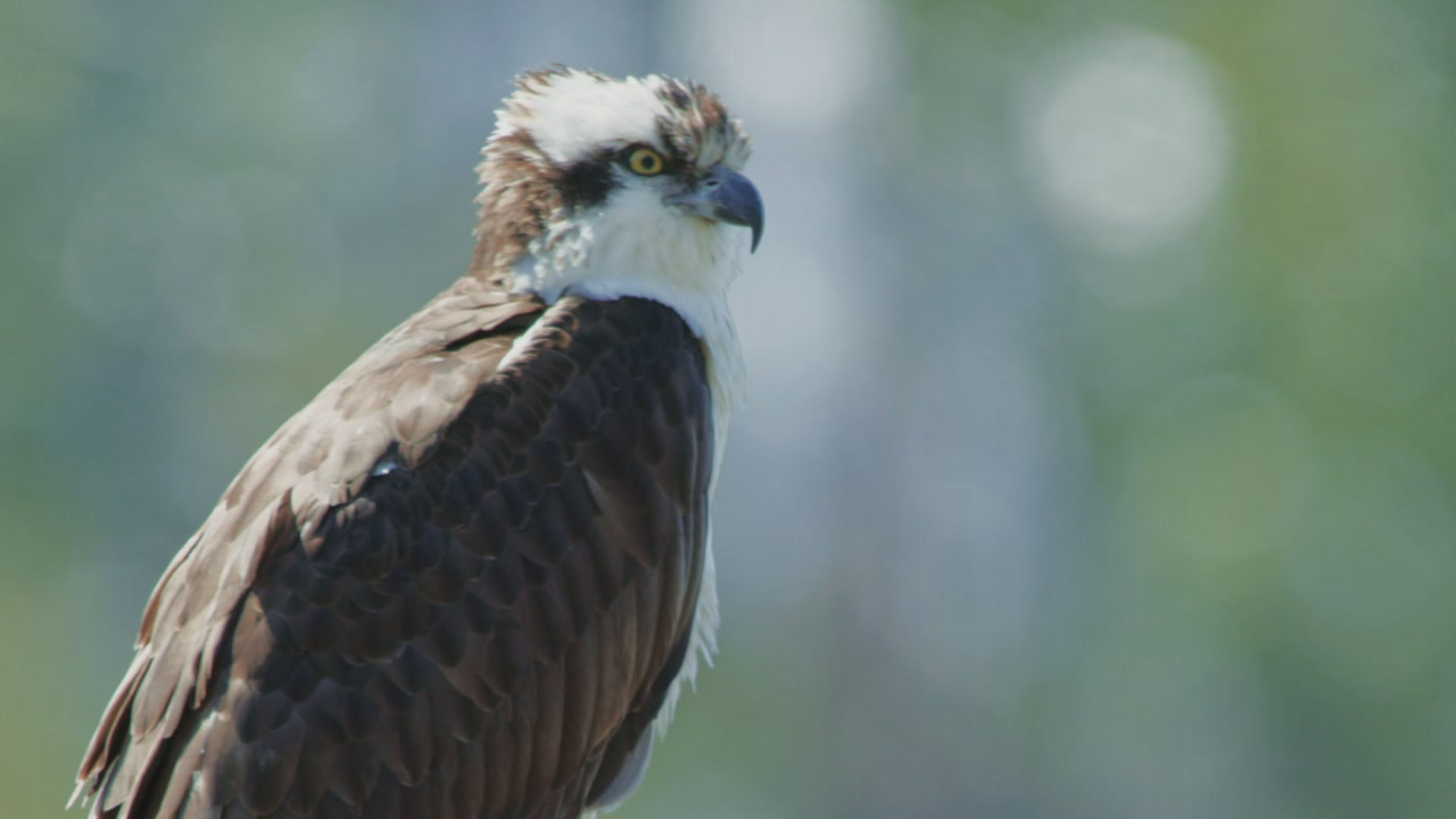 Le meraviglie del parco di Yellowstone - S1 Ep3