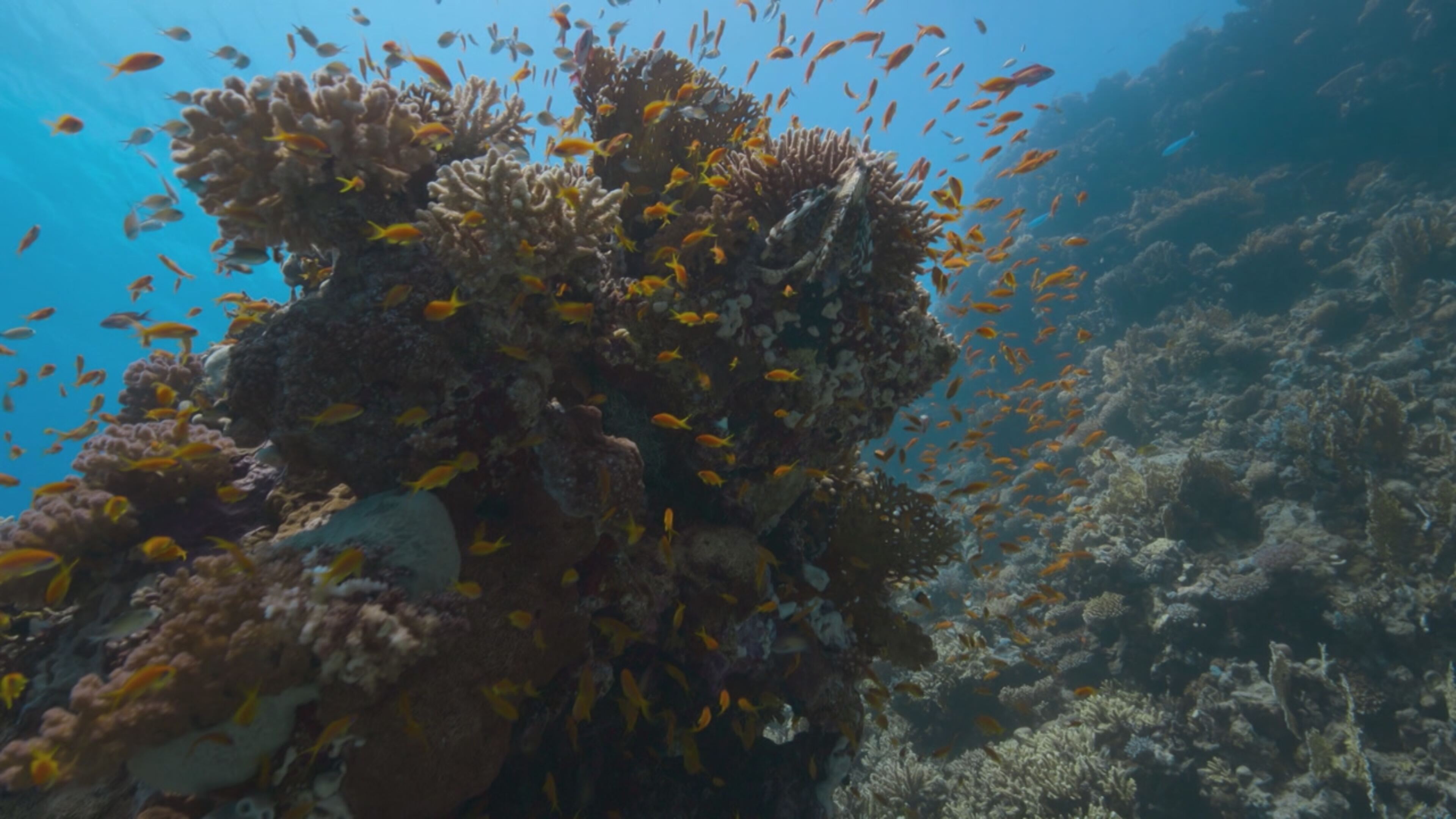 Planet Earth III - Le meraviglie della natura - S3 Ep2 Oceano