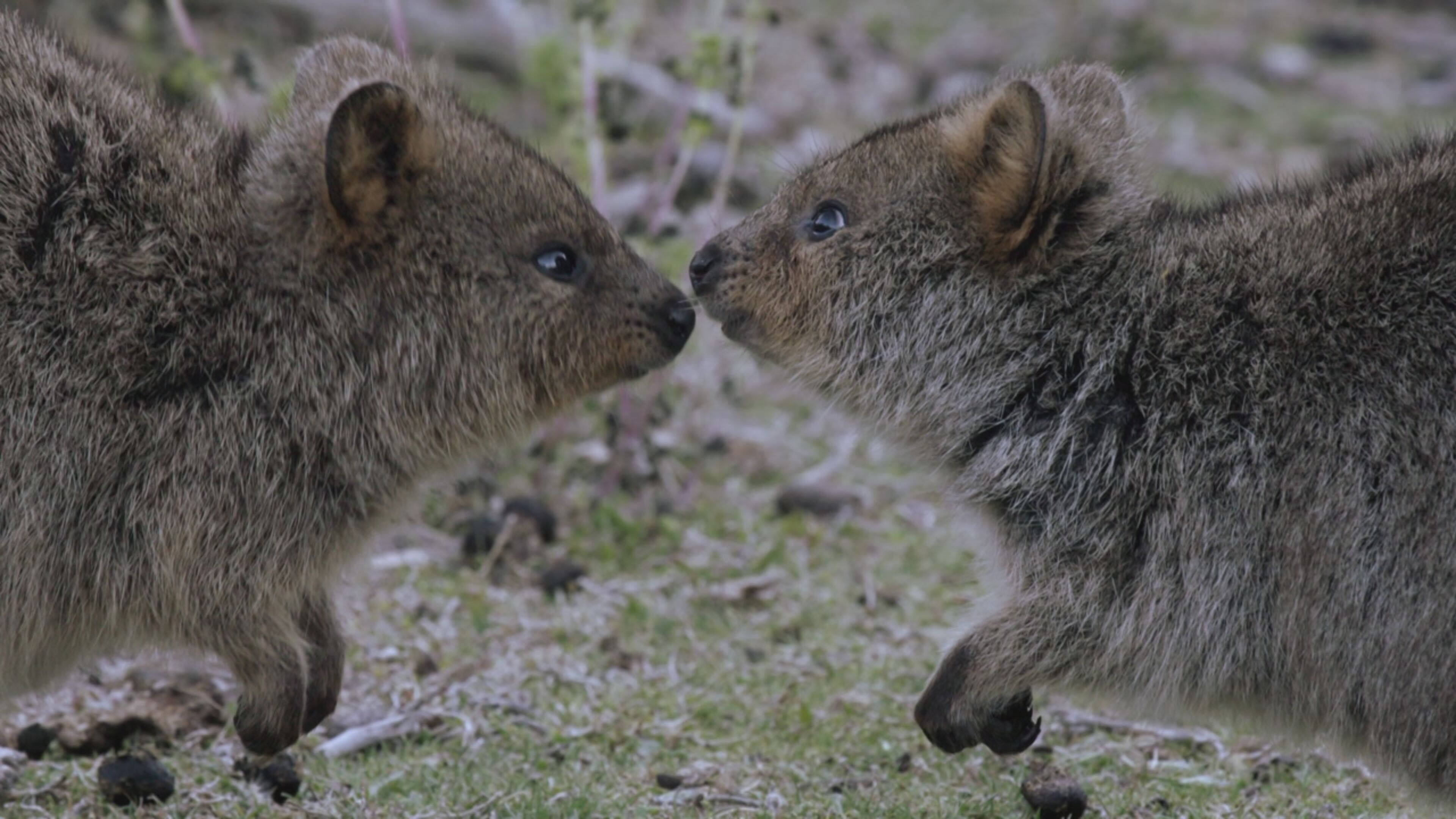 Rottnest island: il regno dei Quokka - S1 Ep1