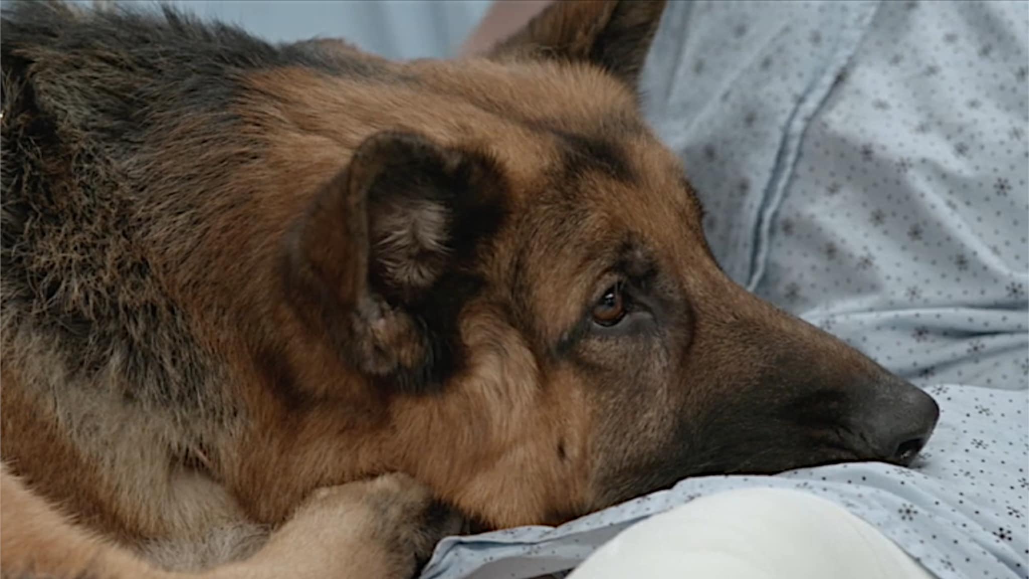 Hudson Rex - S2E13 - Un cane brillante