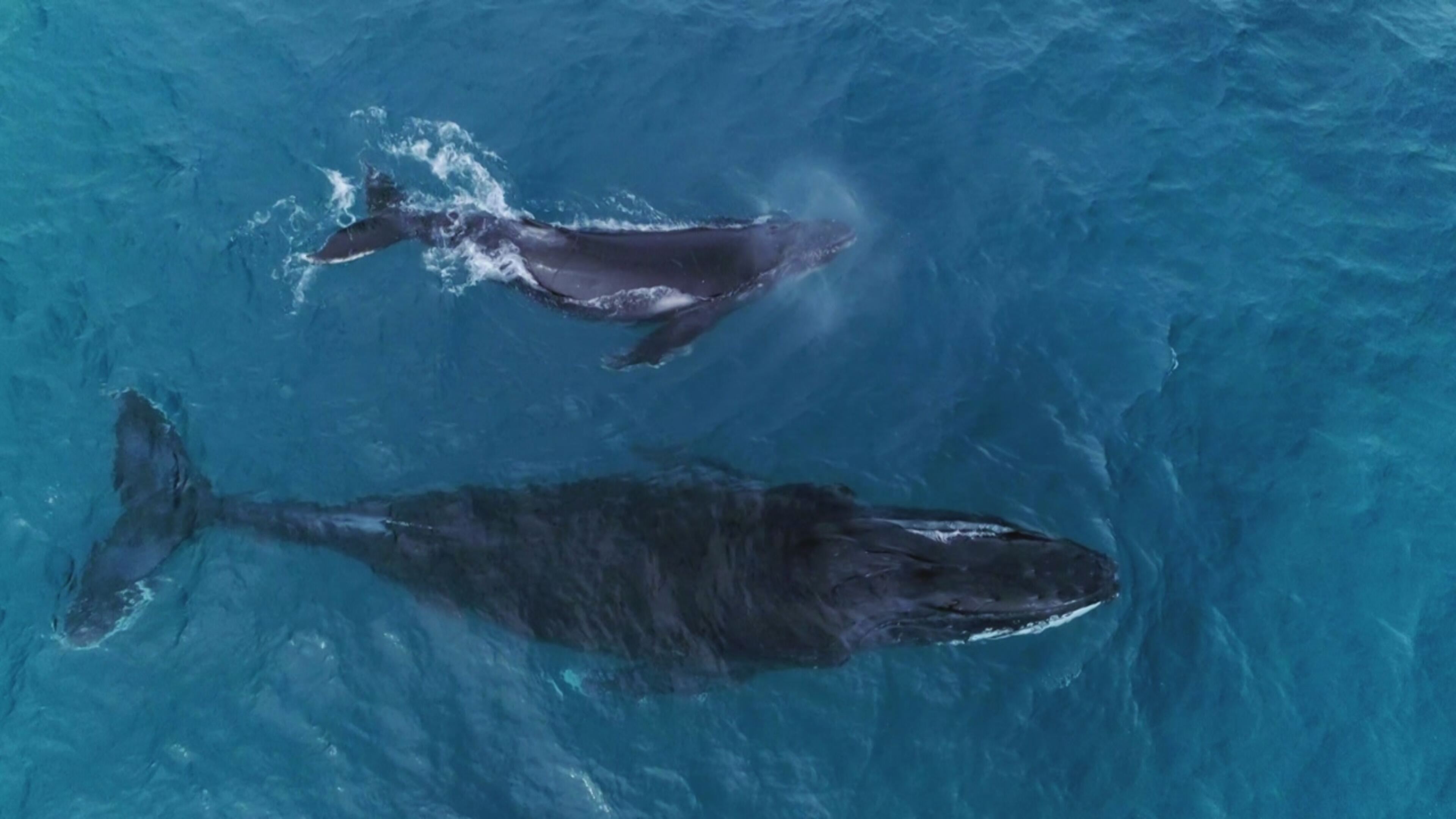 Rottnest island: il regno dei Quokka - S1 Ep2