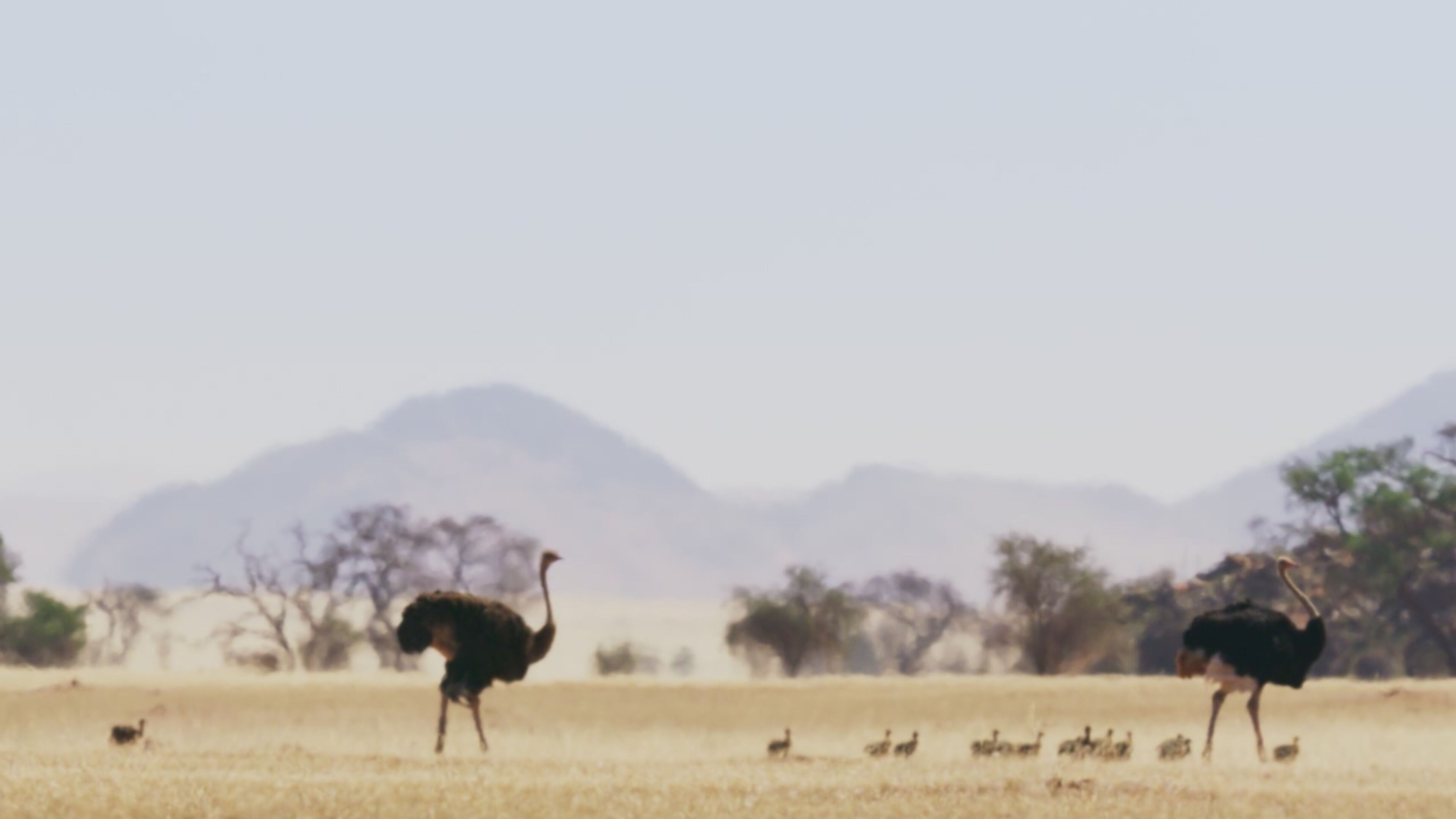 Planet Earth III - Le meraviglie della natura - S3 Ep3 Deserti e praterie