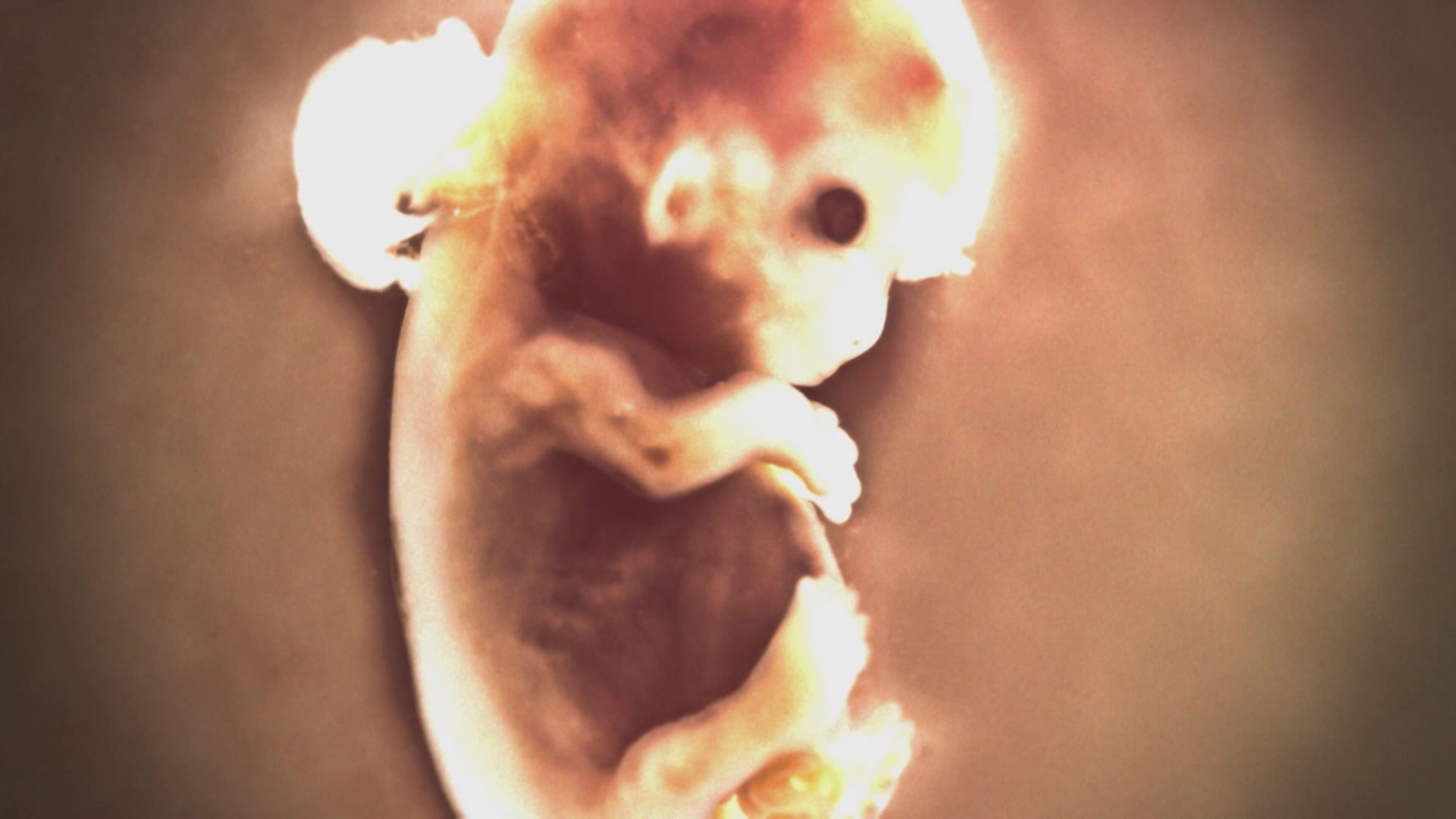 Fuori le prove! - Indagini ai confini della realtà 2 - S2 Ep9