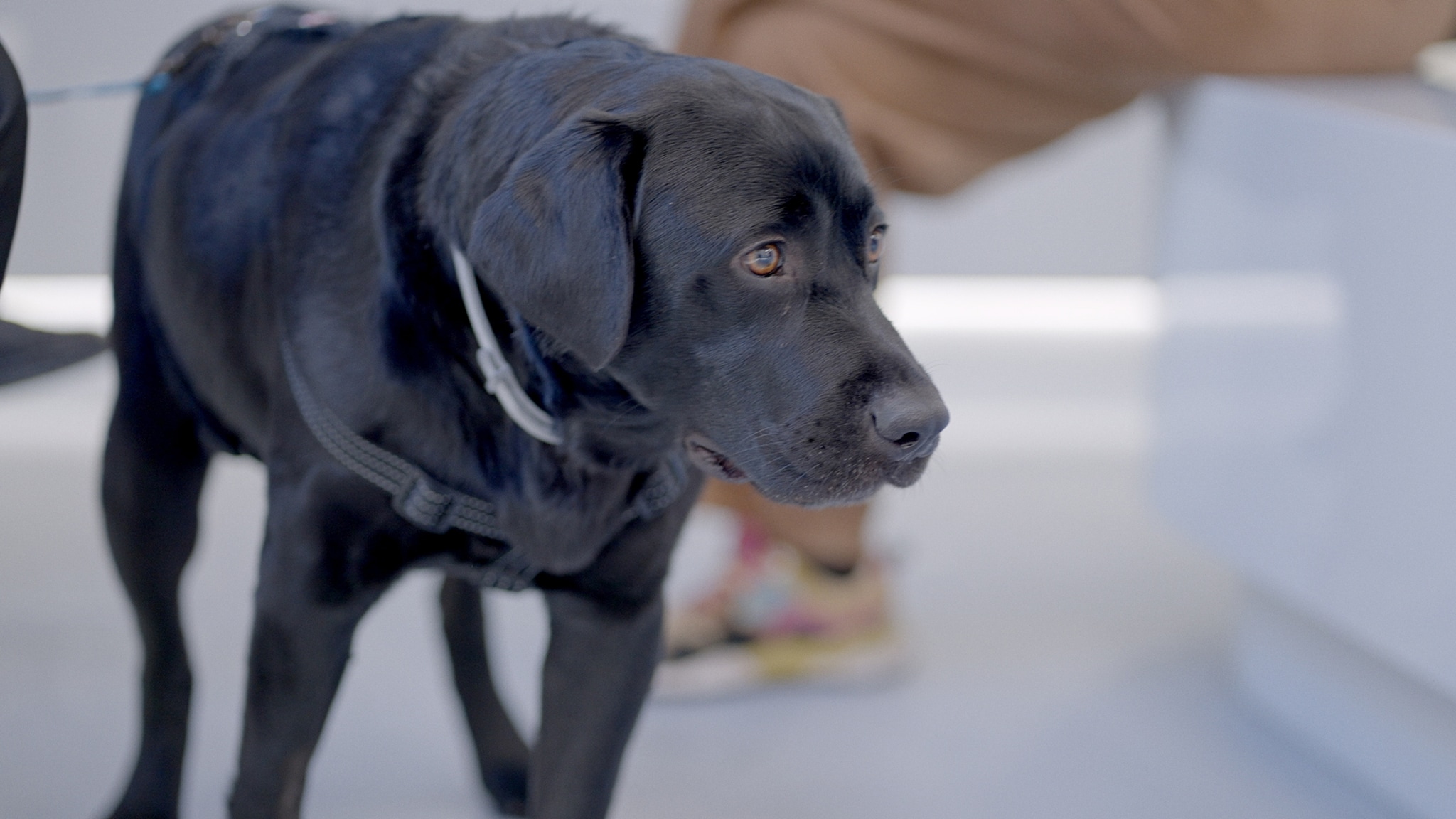 Pet Anatomy - La notte di Lucky - pt3