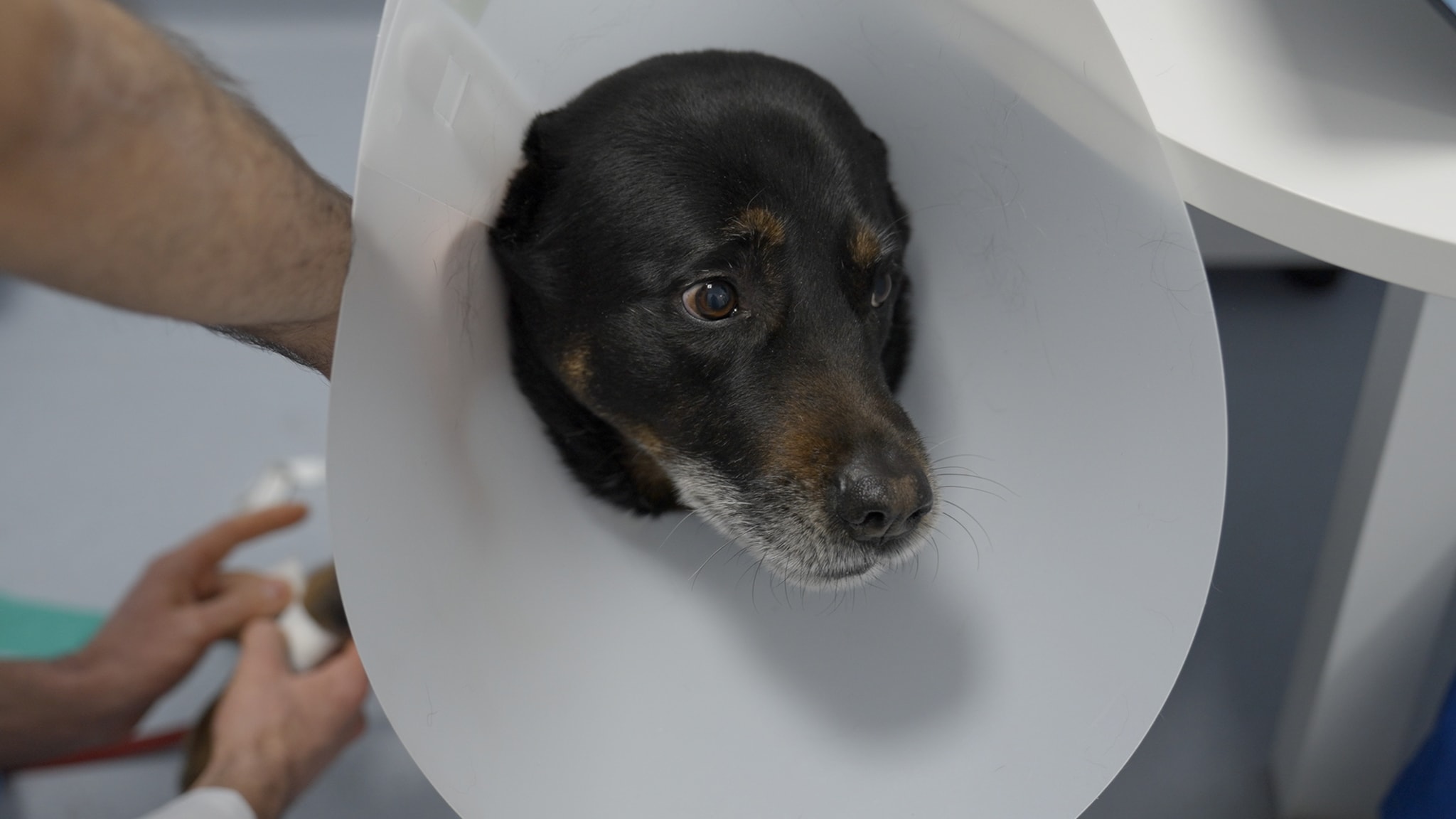 Pet Anatomy - Io e Marley - pt4