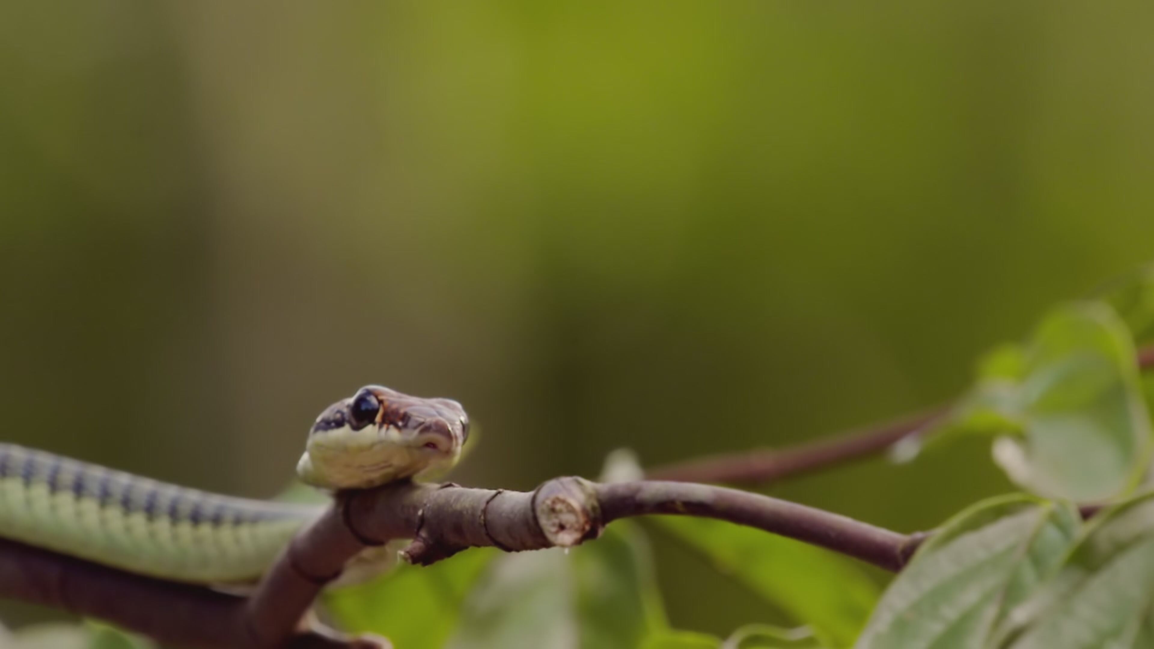 I campioni del regno animale - S1 Ep4 Gli assi dell'aria