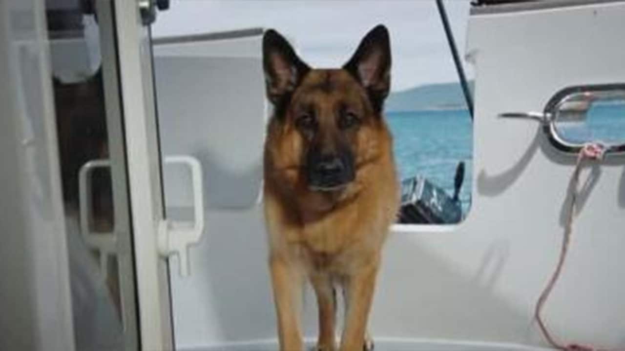 Hudson  Rex - S4E5 - Solo per vendetta