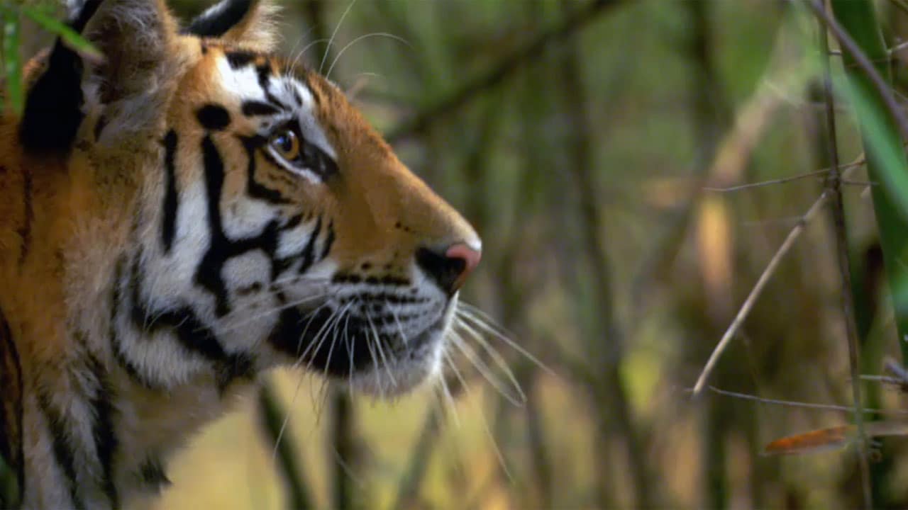 La caccia - S1E3 - Giocare a nascondino