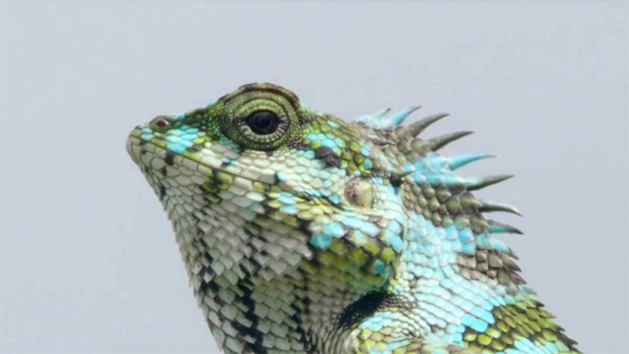 Sri Lanka - l'Isola dei Monsoni S1E5 - Dalle nuvole alle coste