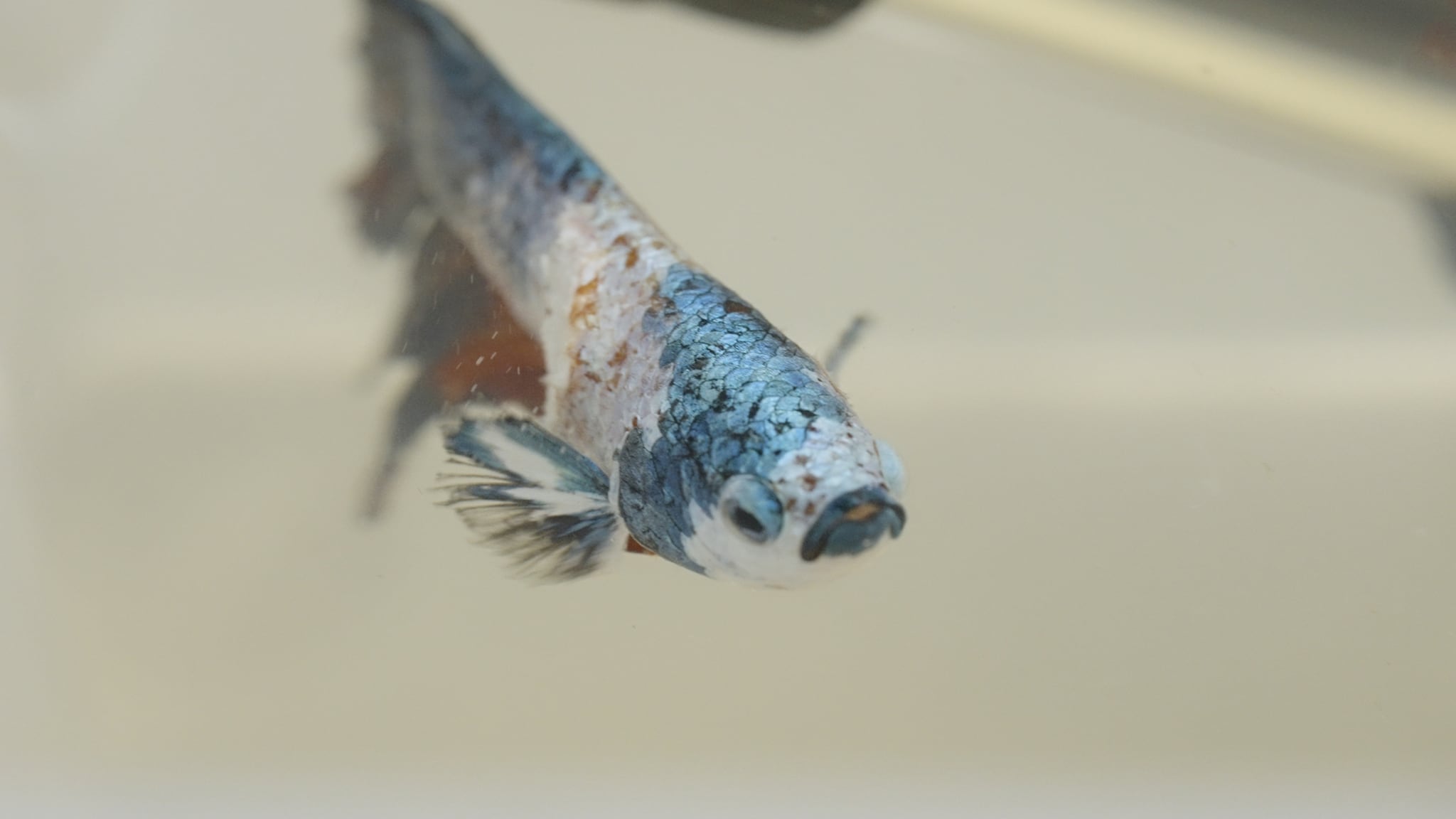 Pet Anatomy - Un pesce fuor d'acqua - pt.8