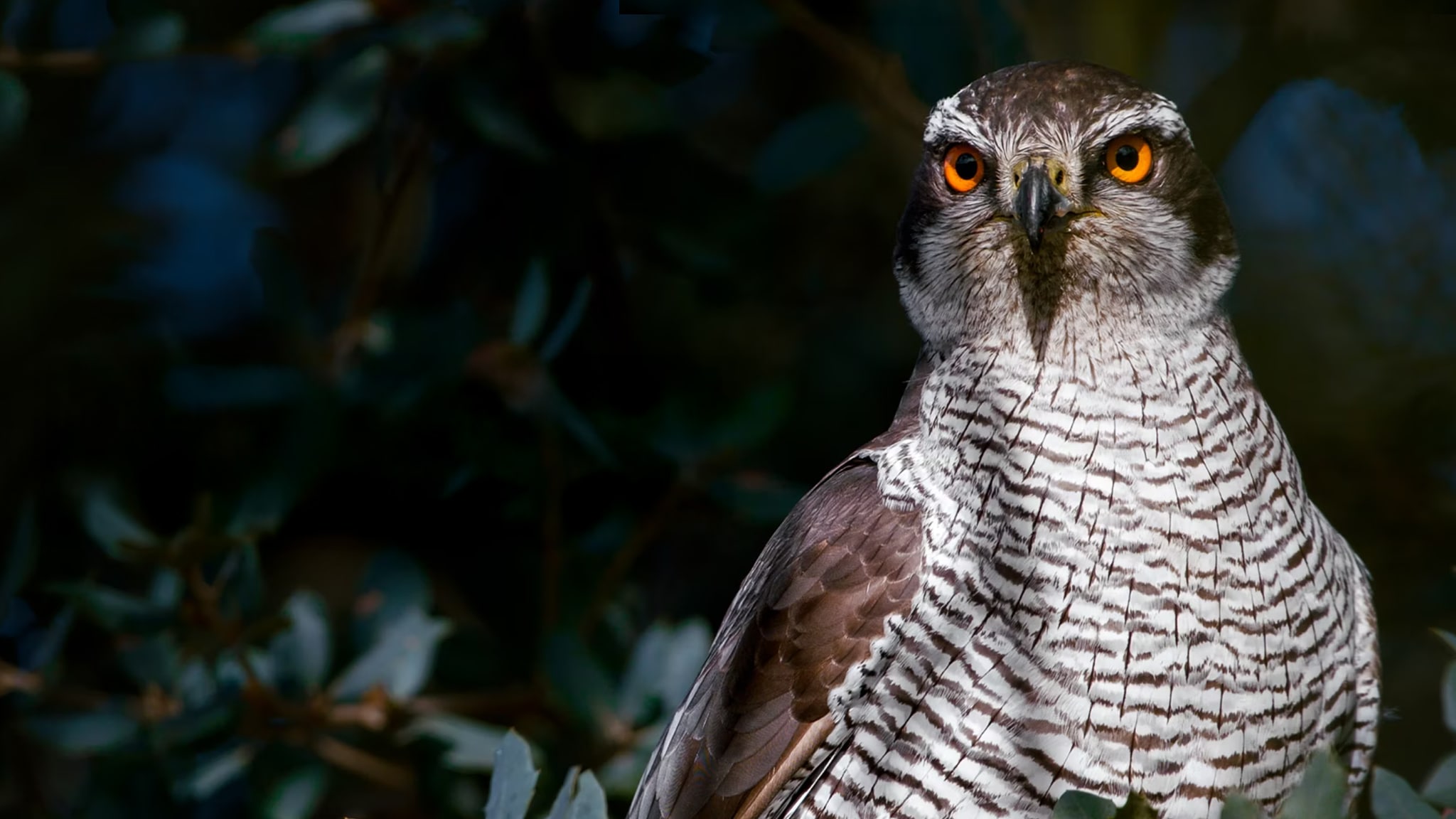 Evolution - Cacciatori del Mediterraneo