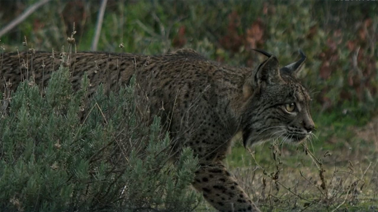 Cacciatori del Mediterraneo - S1E2 - Lotta per la sopravvivenza
