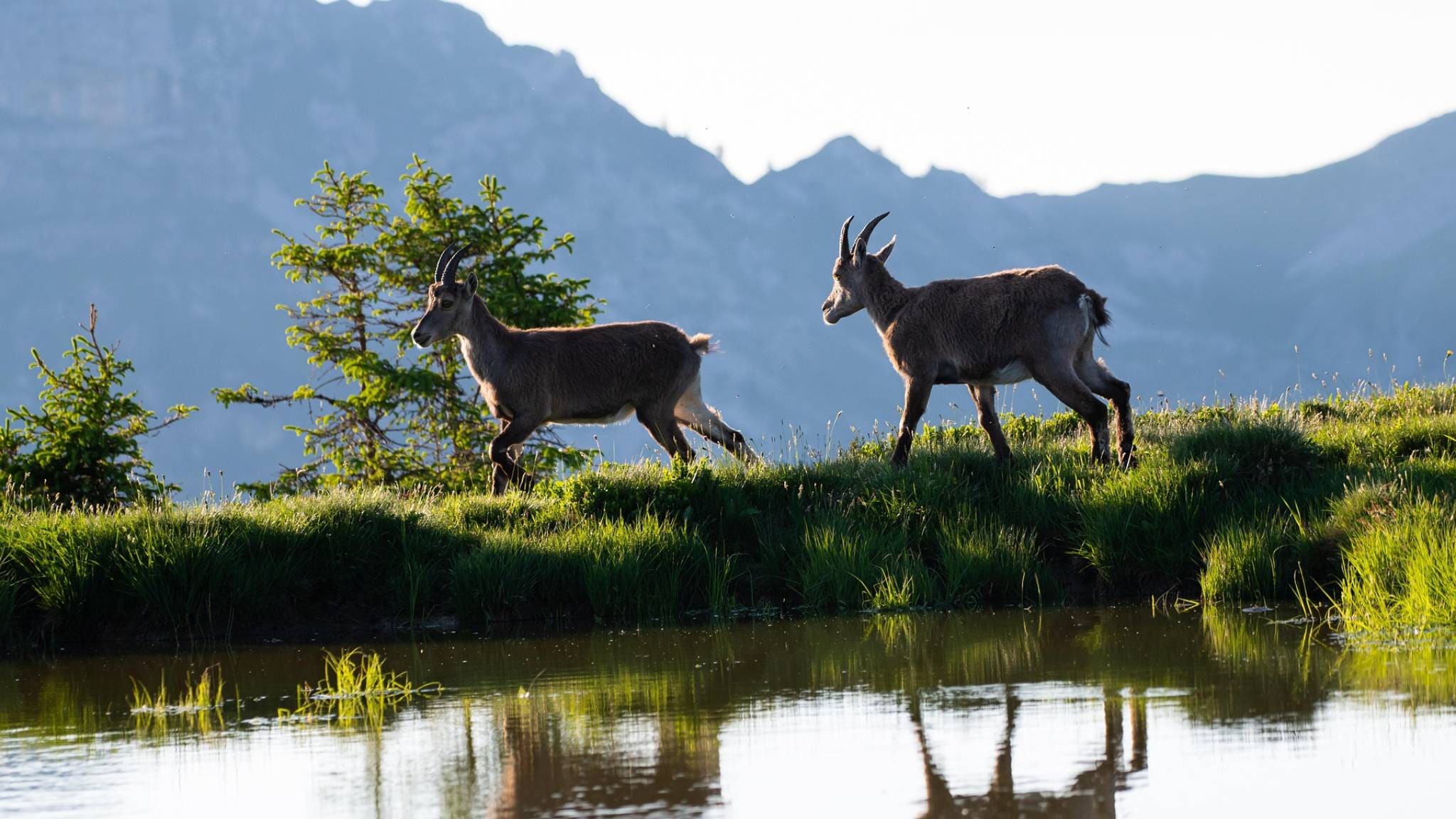 Un anno di amore selvaggio
