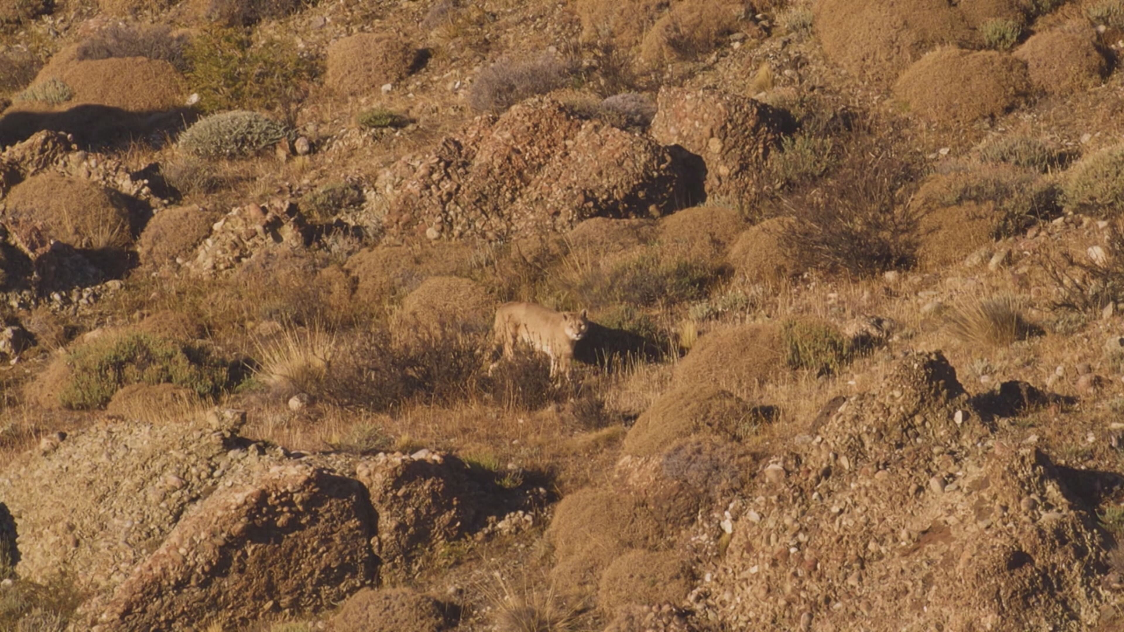 Wild Argentina - S1 Ep2 Scenari estremi per la sopravvivenza