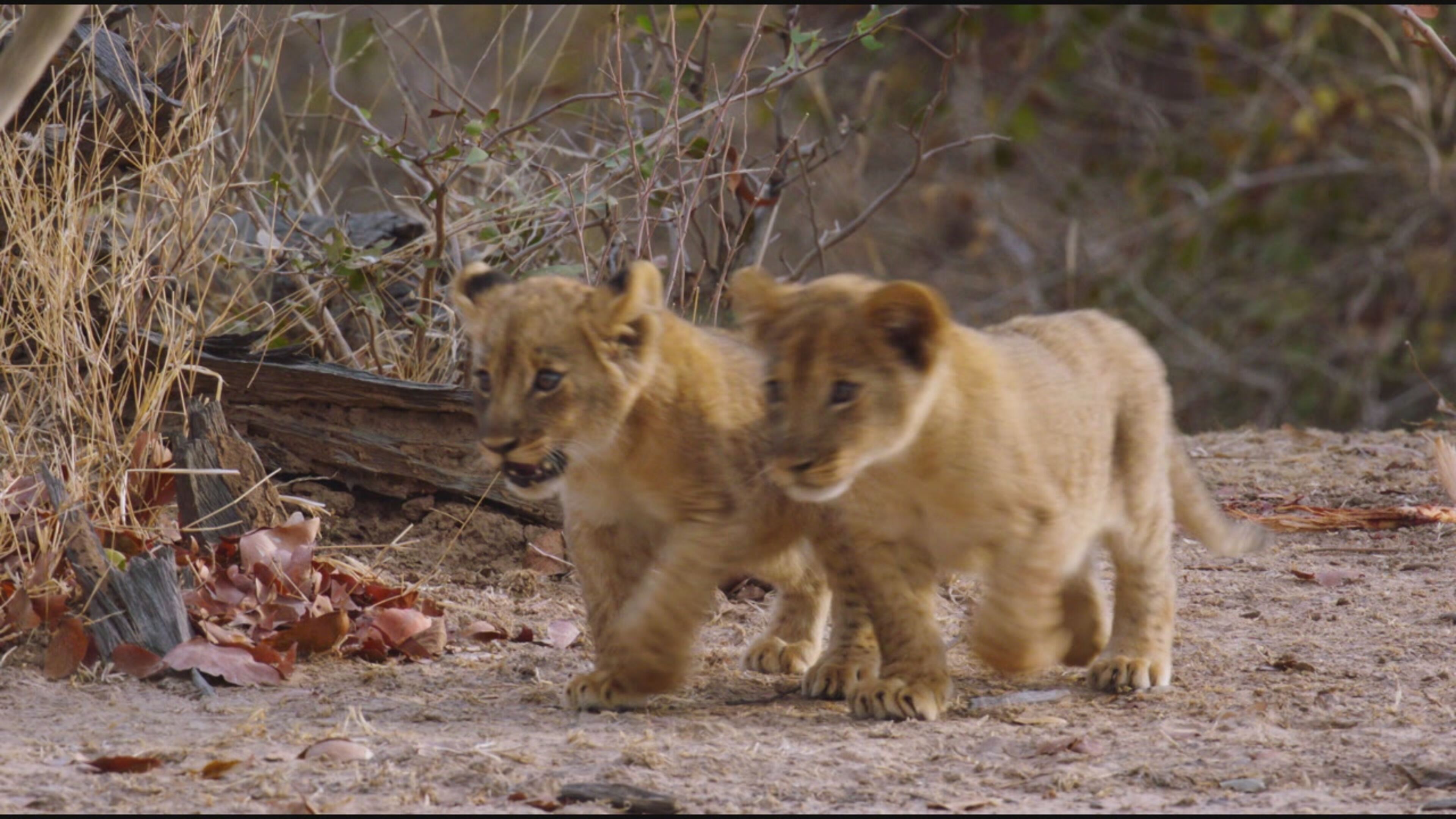 Big Cat Country - S1 Ep1