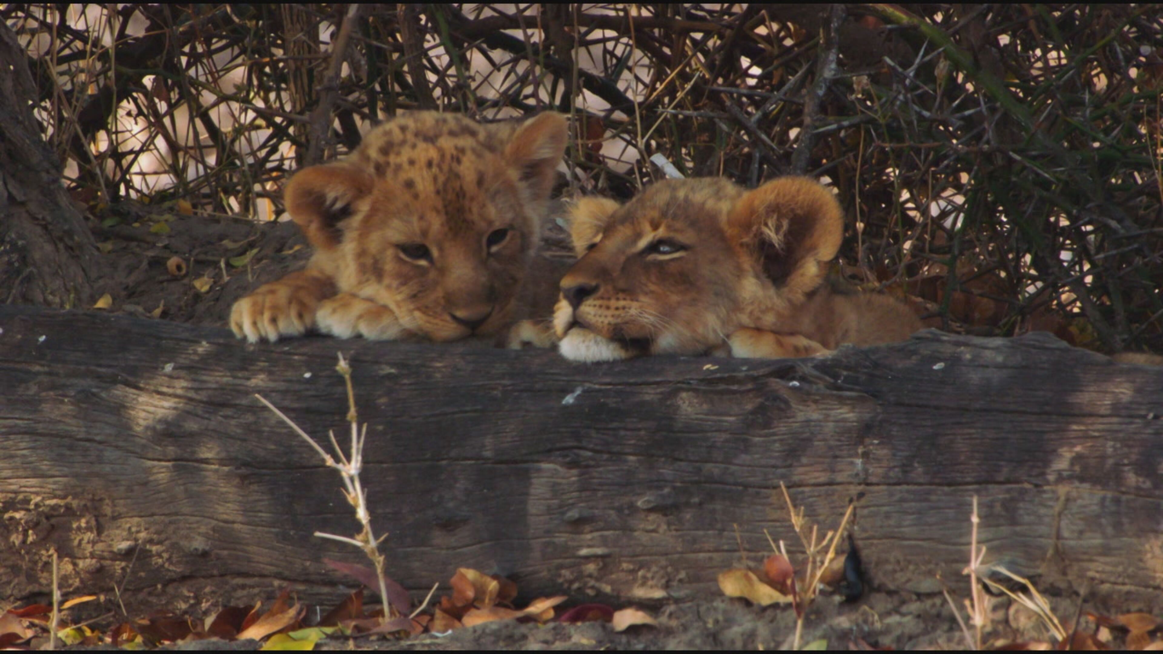 Big Cat Country - S1 Ep2