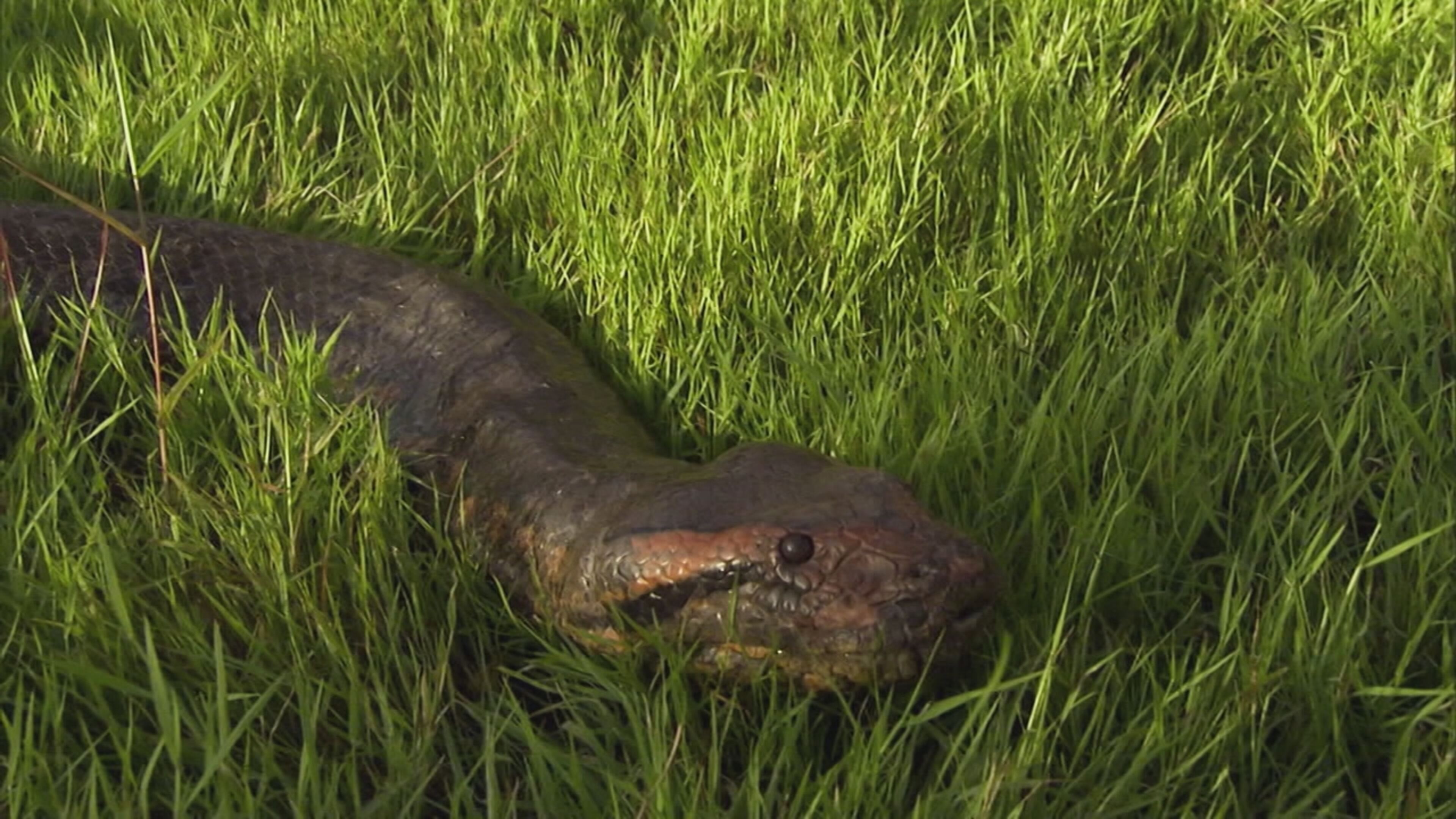 Guyana - S1 Ep2 La Savana delle anaconde