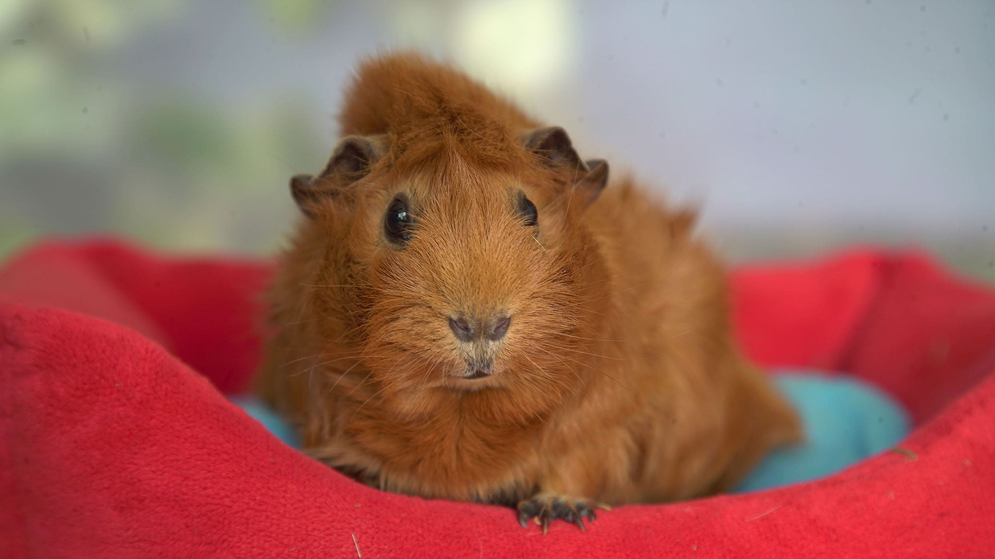 Olga da Polga - S1E28 - Il compleanno di Olga