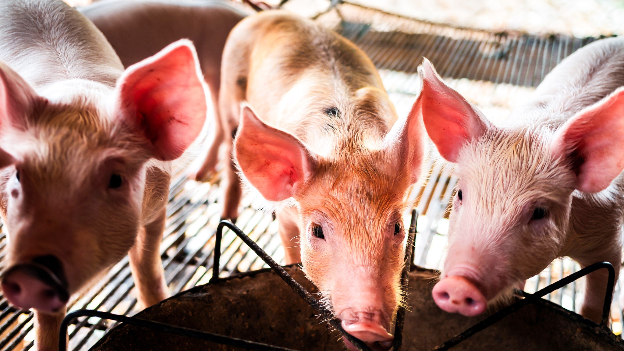 Maialini straordinari