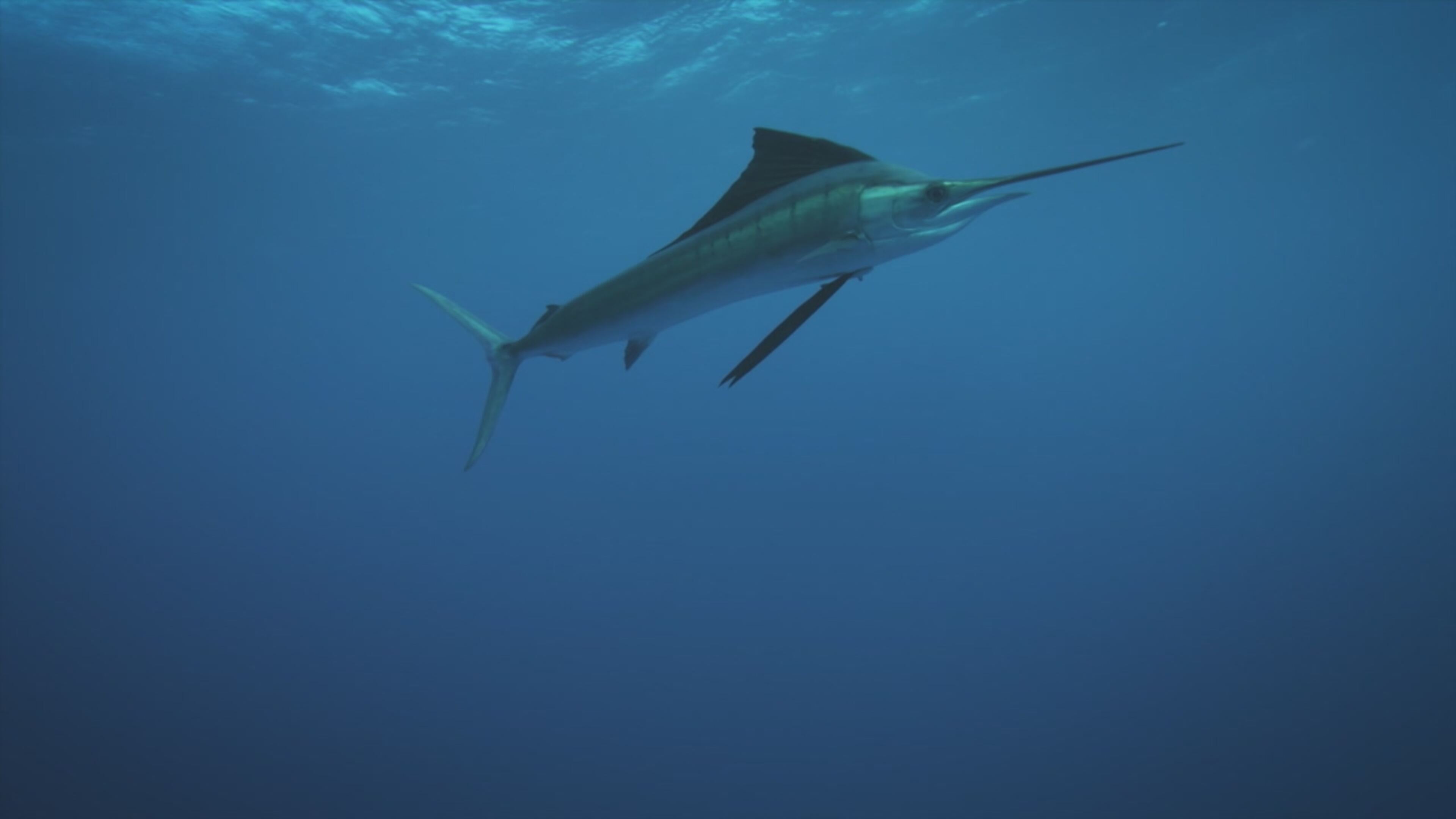 Natura in movimento - S1 Ep1