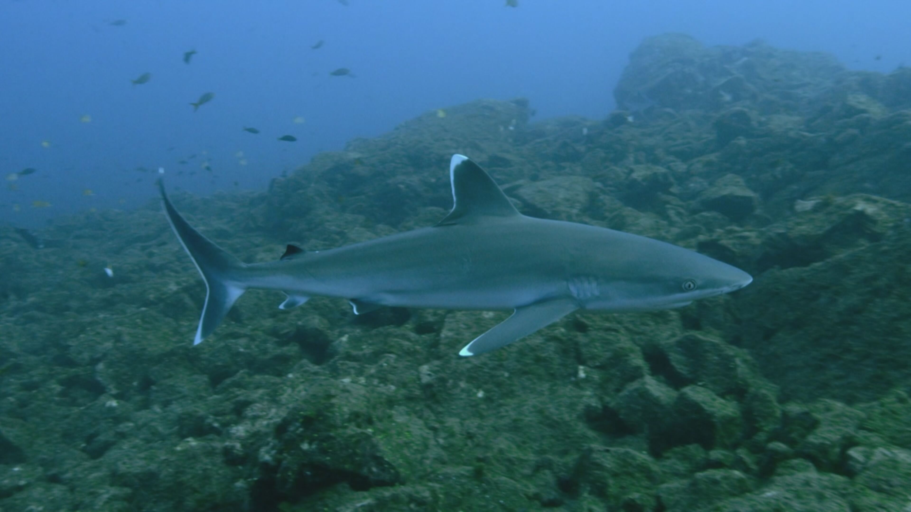 Steve Backshall: avventure intorno al mondo 2 - S2 Ep5 Alla ricerca degli squali