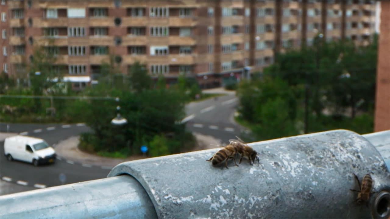 Meraviglie naturali della Danimarca - S1E5 - La città