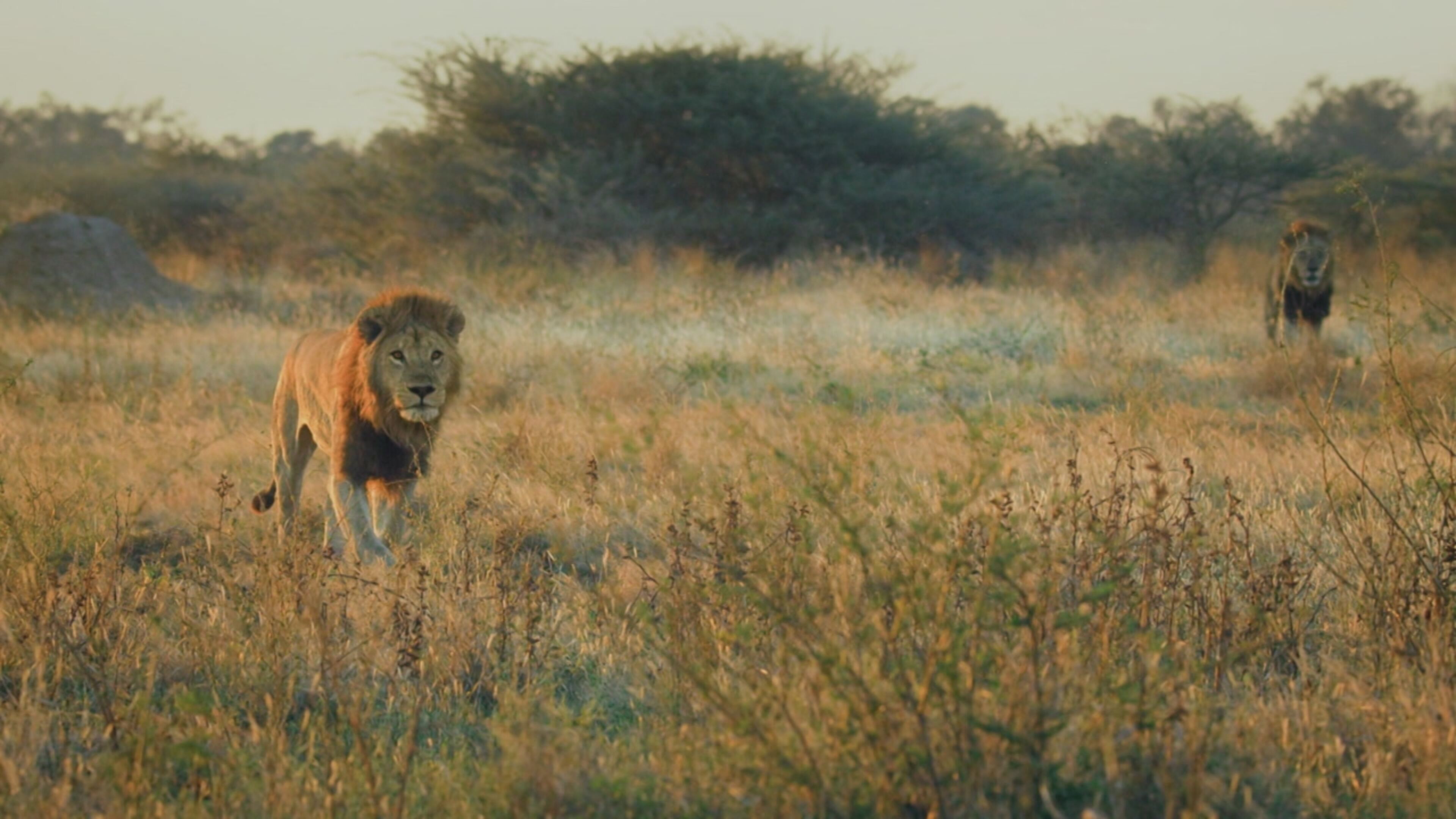 Predatori e prede - L'eterna sfida - S1 Ep1
