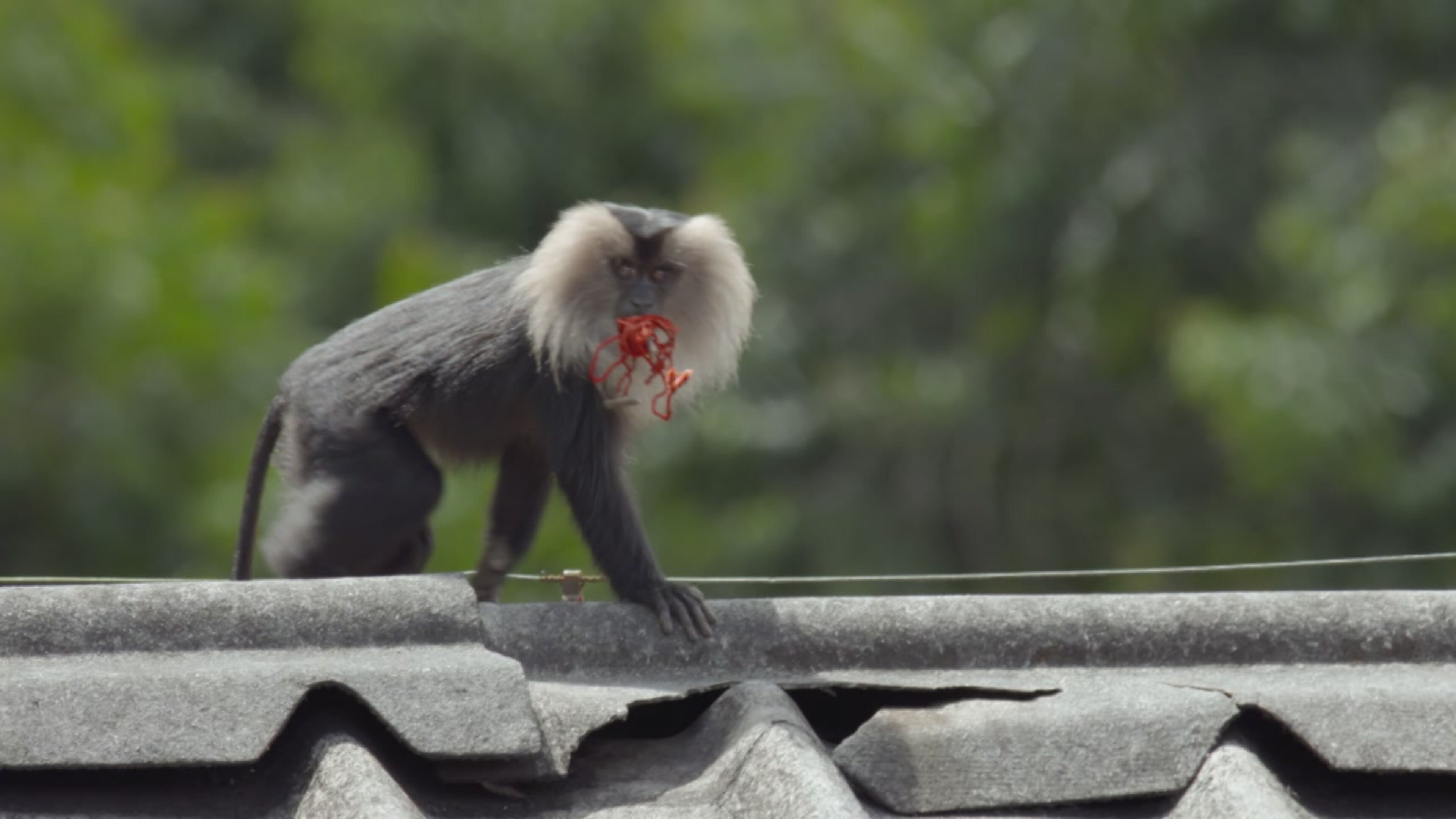 Into the wild: india - S1 Ep7 Rajan, una scimmia in missione