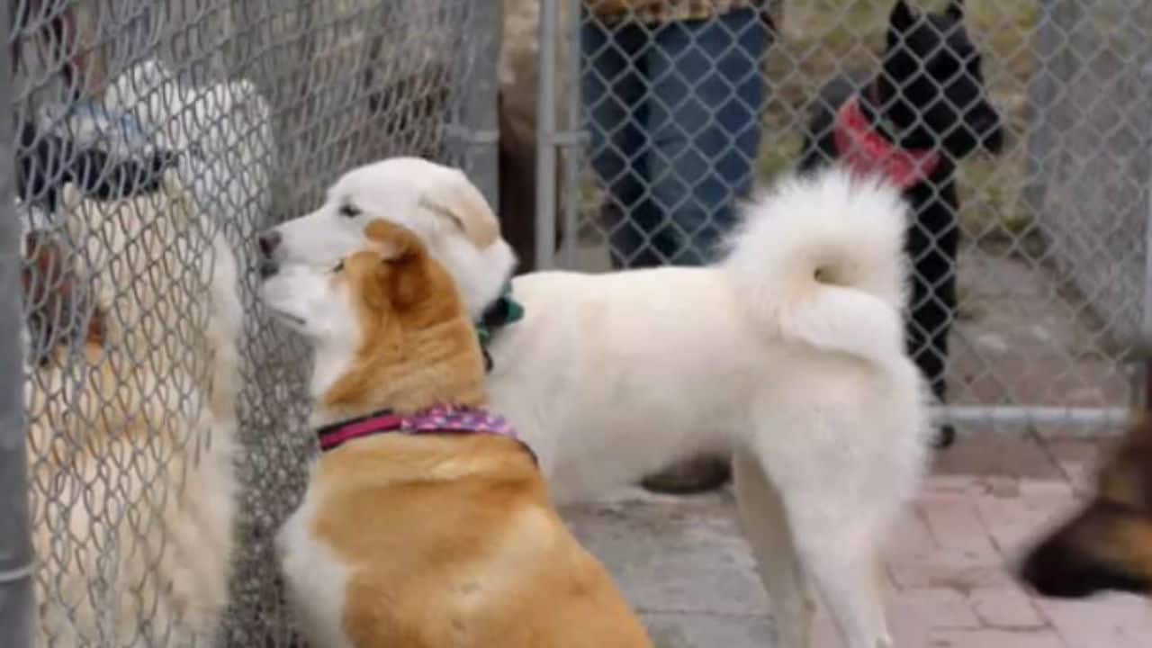 Hudson  Rex - S1E16 - Giustizia cieca