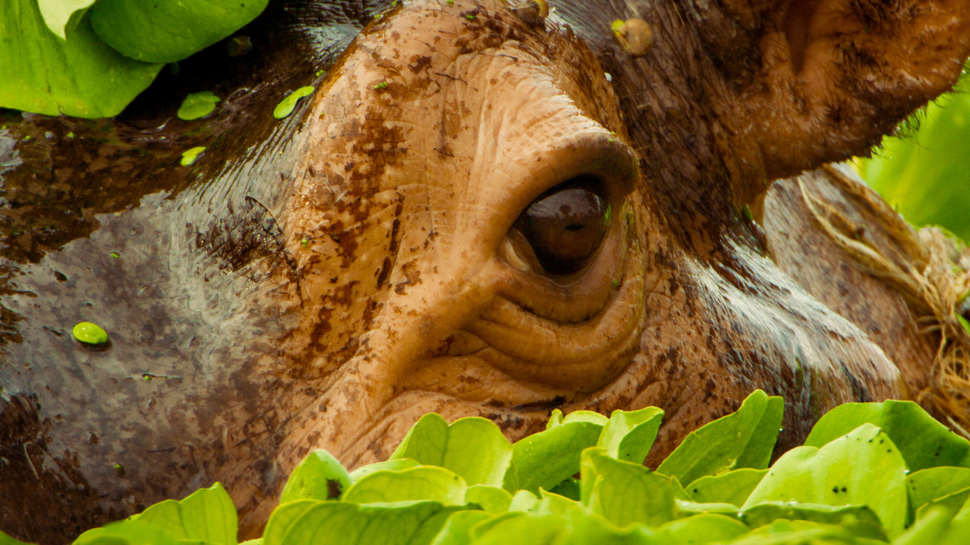 Wondrous  Wild - Regia di P. Lederhilger; AUT 2022