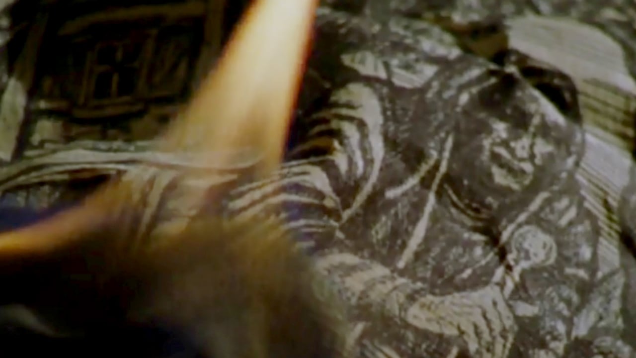 Il commissario Rex - S9E11 - Streghe e altre donne