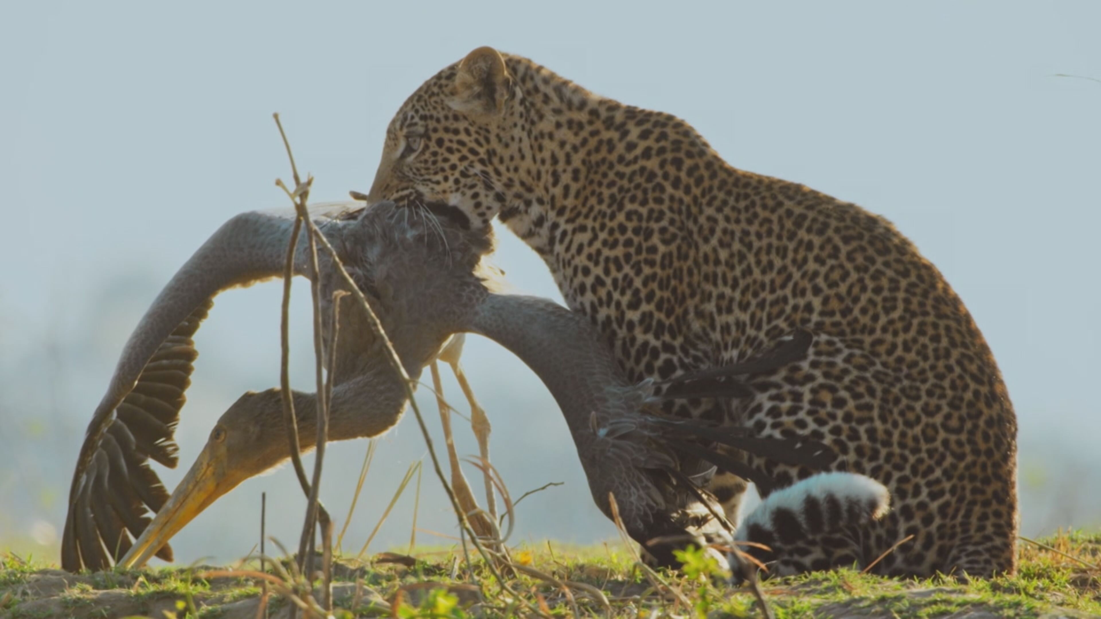 Predatori e prede - L'eterna sfida - S1 Ep5