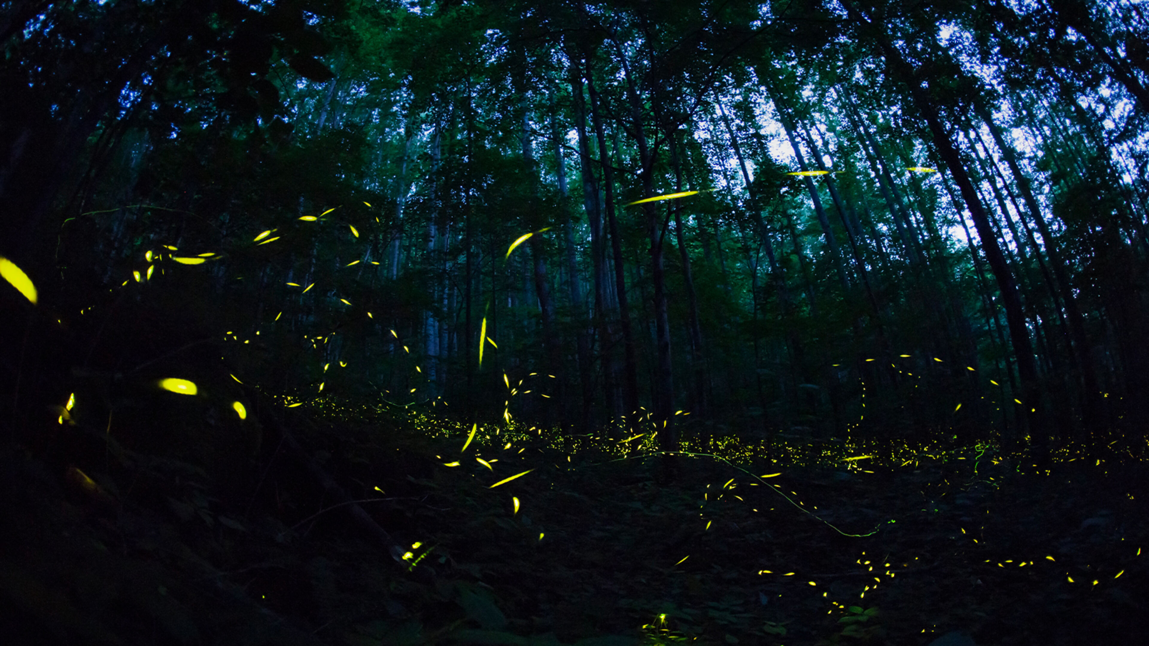 David Attenborough - Luci sul pianeta - Regia di J. Loncraine; AUT 2016